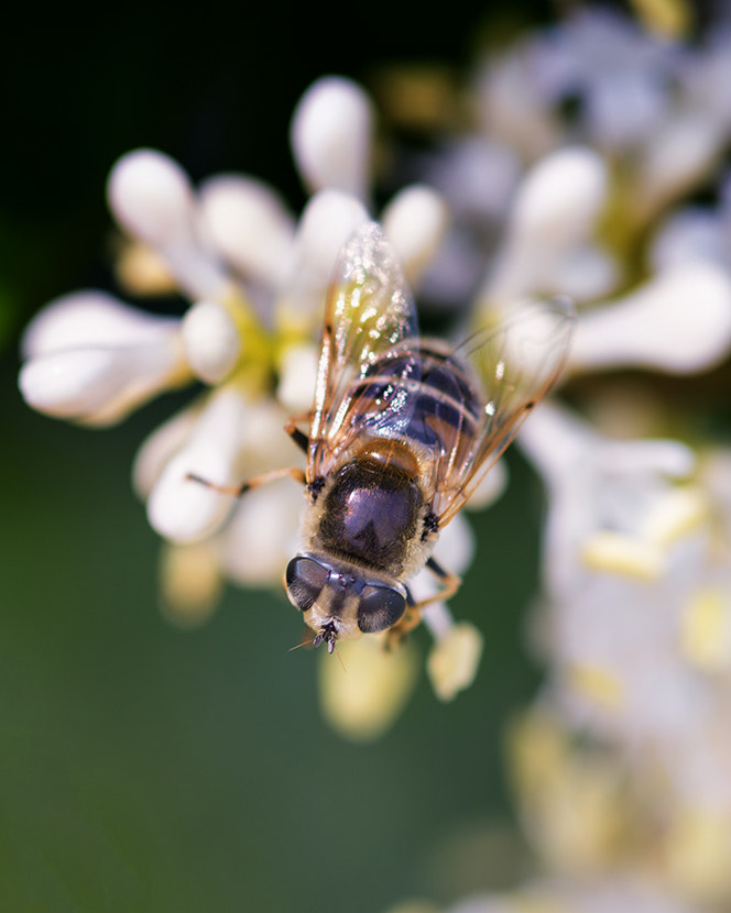 Nikon D810 + Nikon AF Micro-Nikkor 200mm F4D ED-IF sample photo. Bumble bee photography