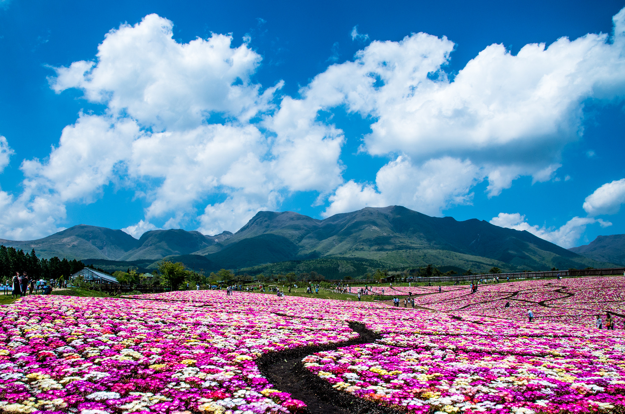 Pentax K-5 IIs sample photo. Kuju flower park photography