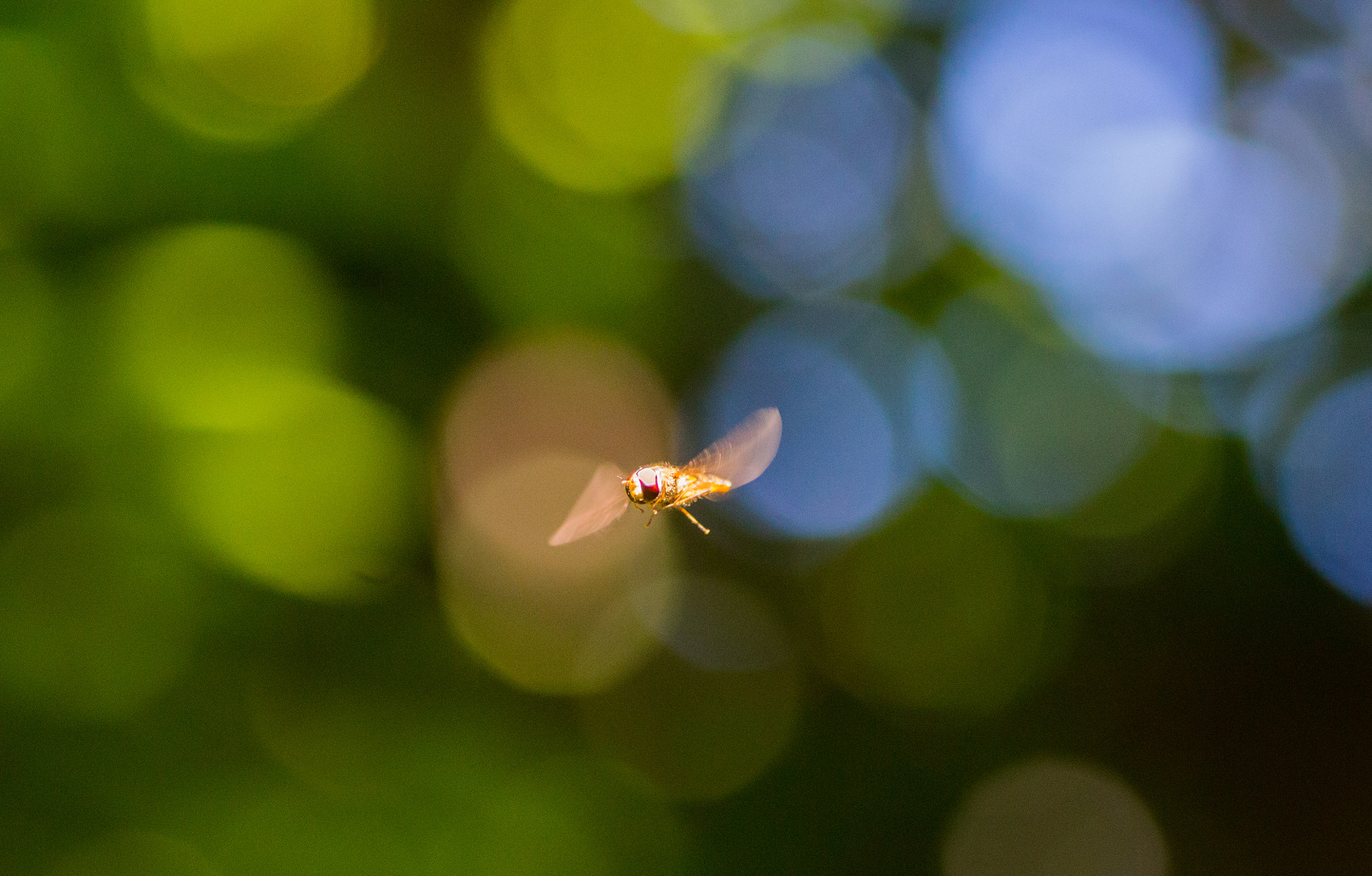 Canon EOS 700D (EOS Rebel T5i / EOS Kiss X7i) + Tamron SP AF 90mm F2.8 Di Macro sample photo. Pretty fly photography