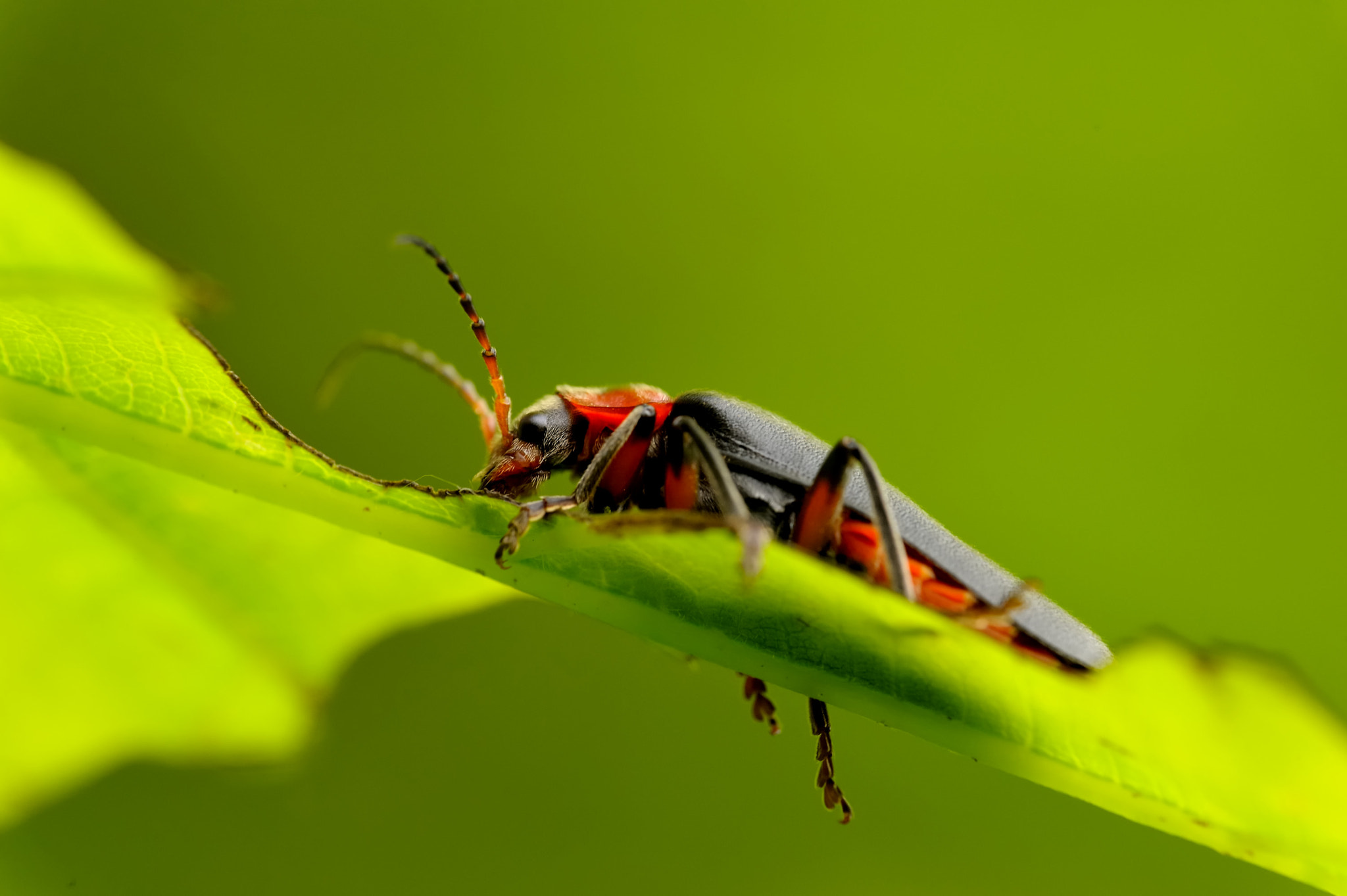 Sigma 105mm F2.8 EX DG OS HSM sample photo. Hoscincer photography