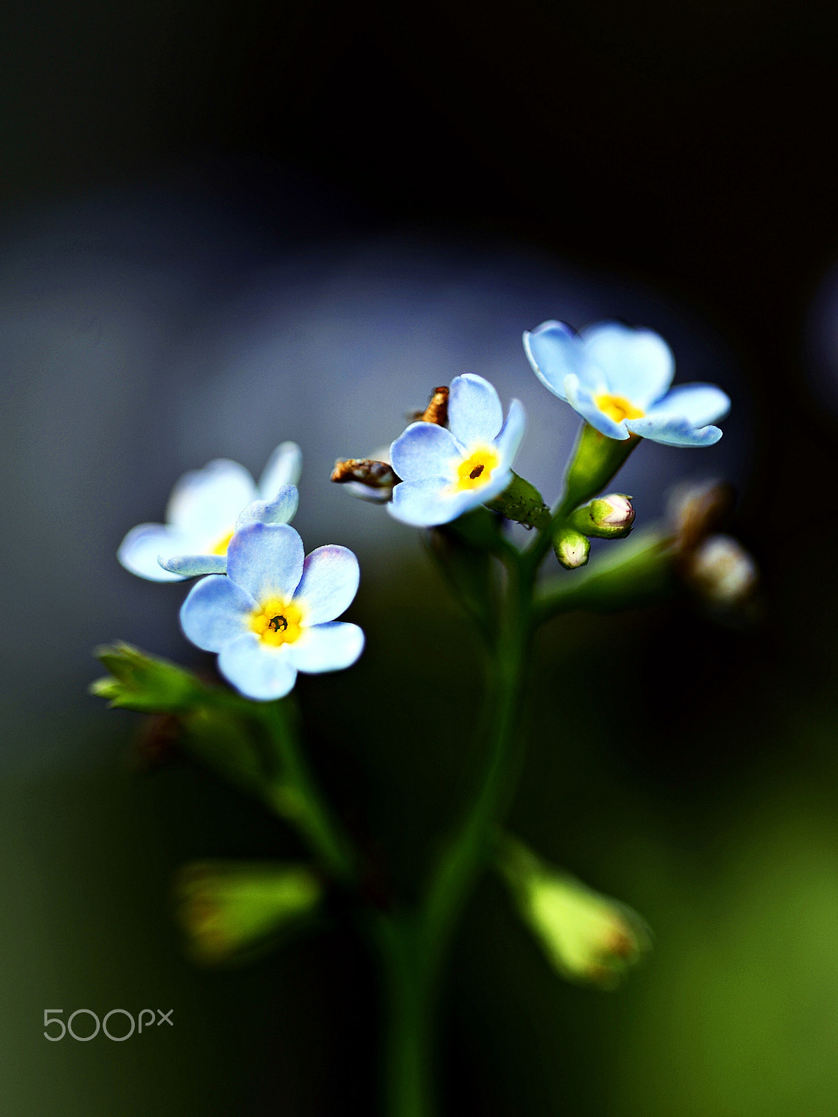 Sigma 150mm F2.8 EX DG OS Macro HSM sample photo. Forget-me-not photography