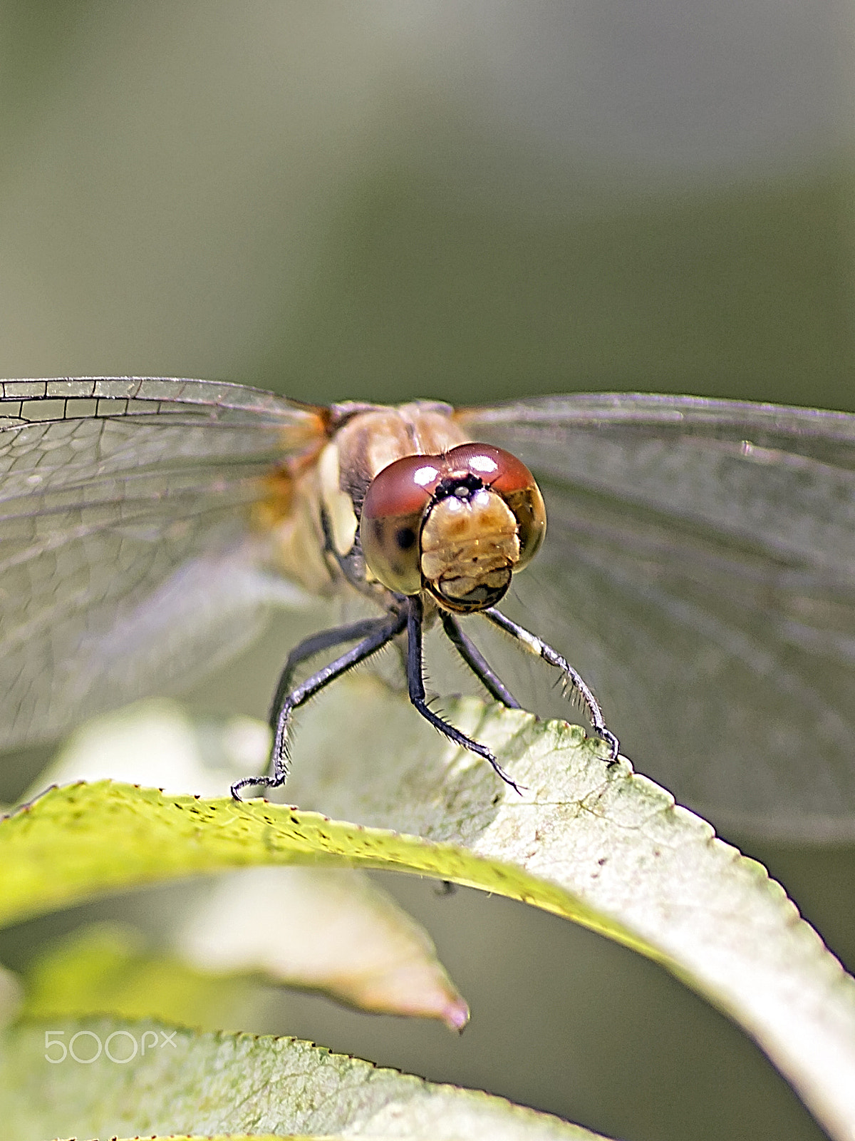 Canon EOS 600D (Rebel EOS T3i / EOS Kiss X5) + Tamron SP AF 90mm F2.8 Di Macro sample photo. Dragonfly photography