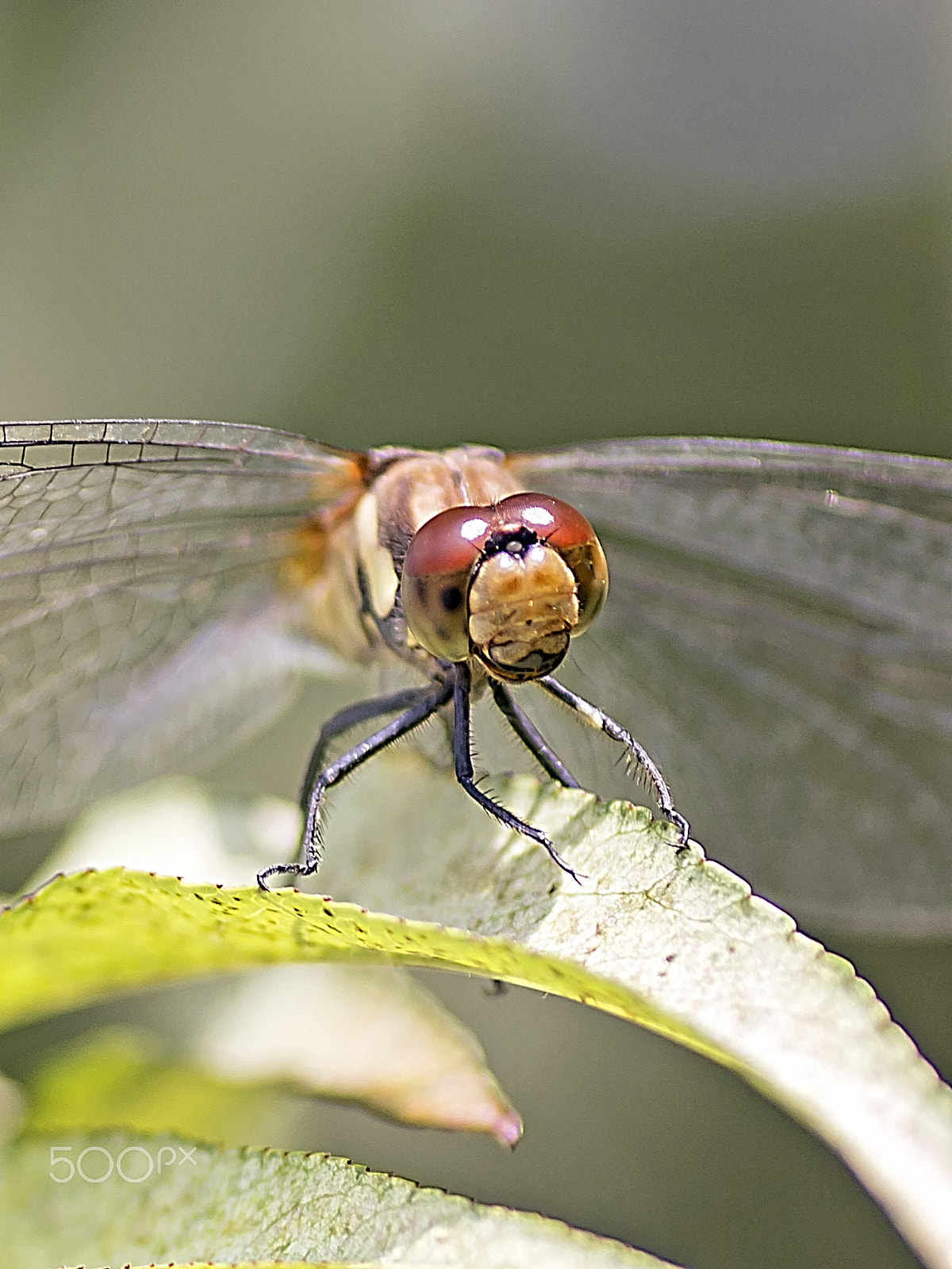 Tamron SP AF 90mm F2.8 Di Macro sample photo. Dragonfly photography
