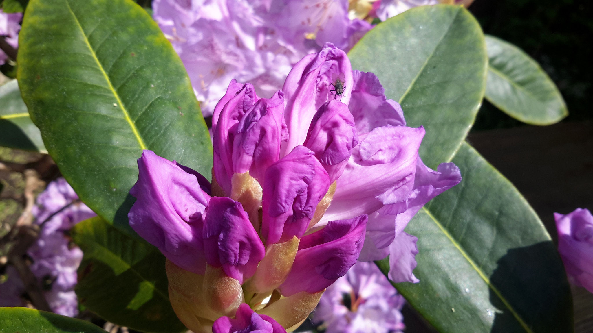 Samsung Galaxy Tab Pro 10.1 sample photo. Rhododendron  photography