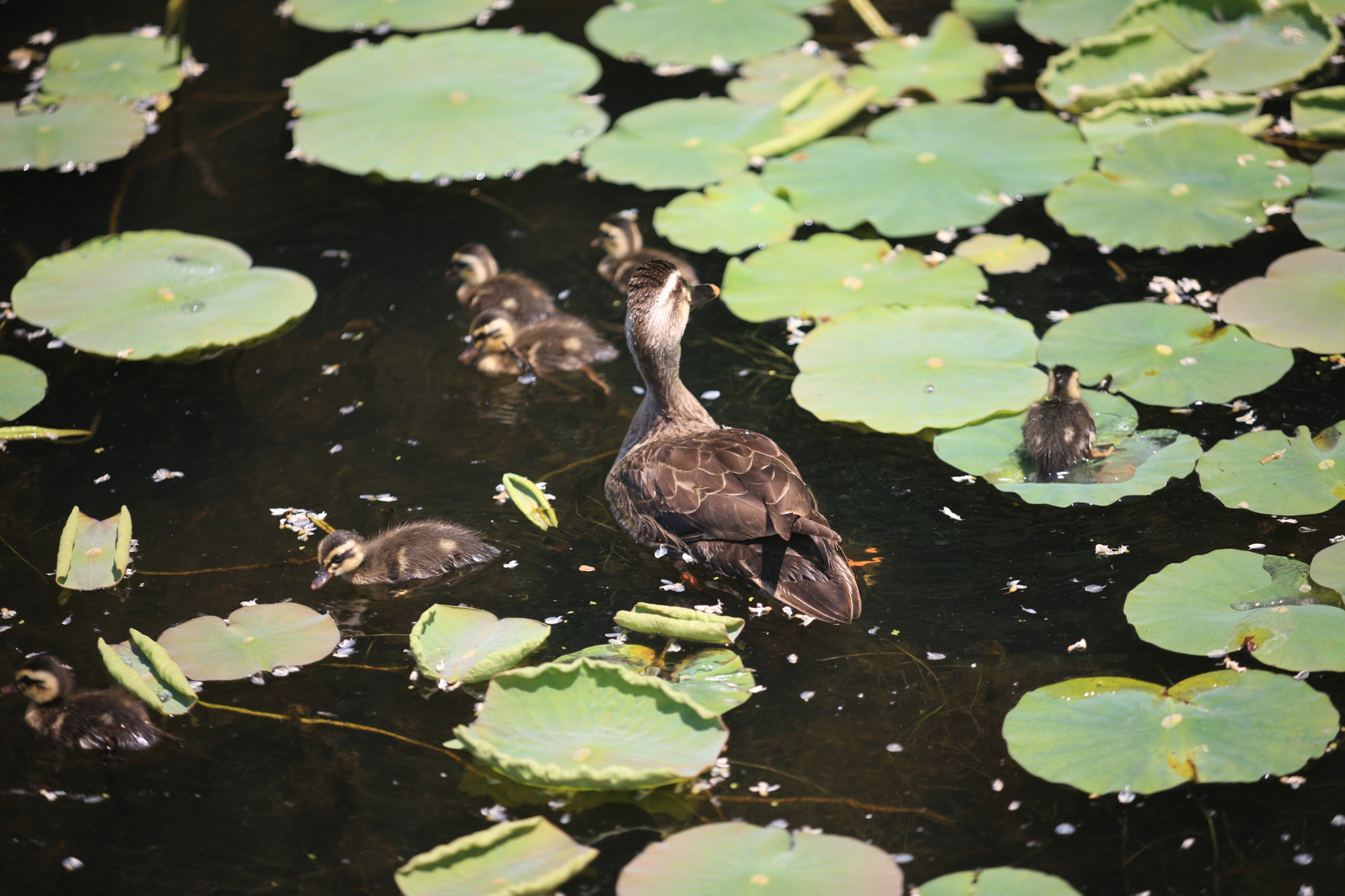 Canon EF 80-200mm f/2.8L sample photo. Mom, i don't like swimming. photography