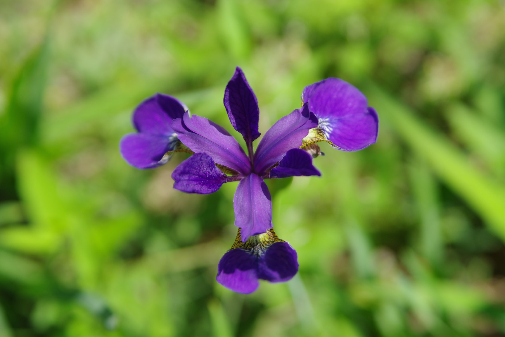 Tamron AF 28-75mm F2.8 XR Di LD Aspherical (IF) sample photo. Iris photography