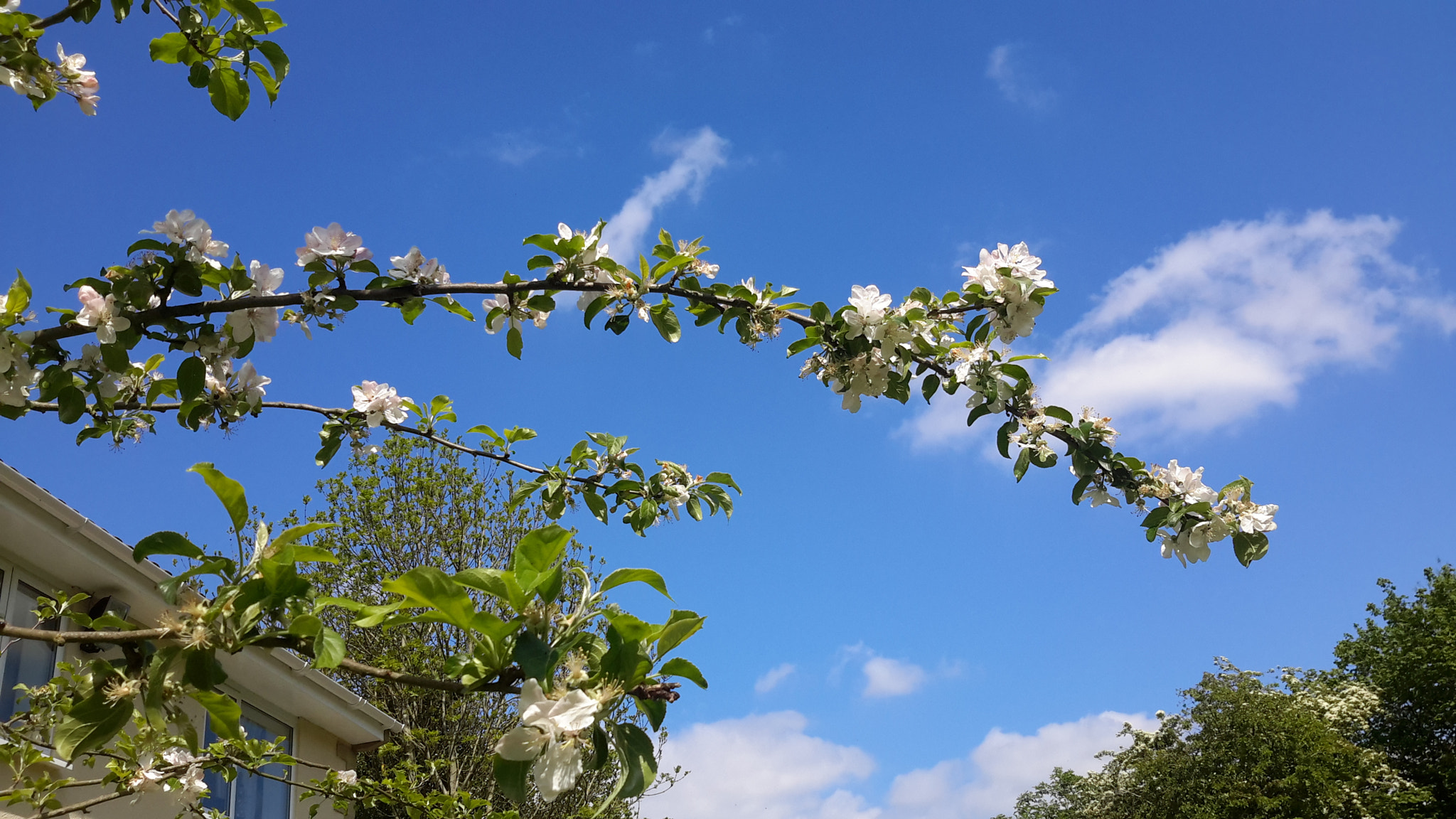 Samsung Galaxy Tab Pro 10.1 sample photo. Apple blossom time photography