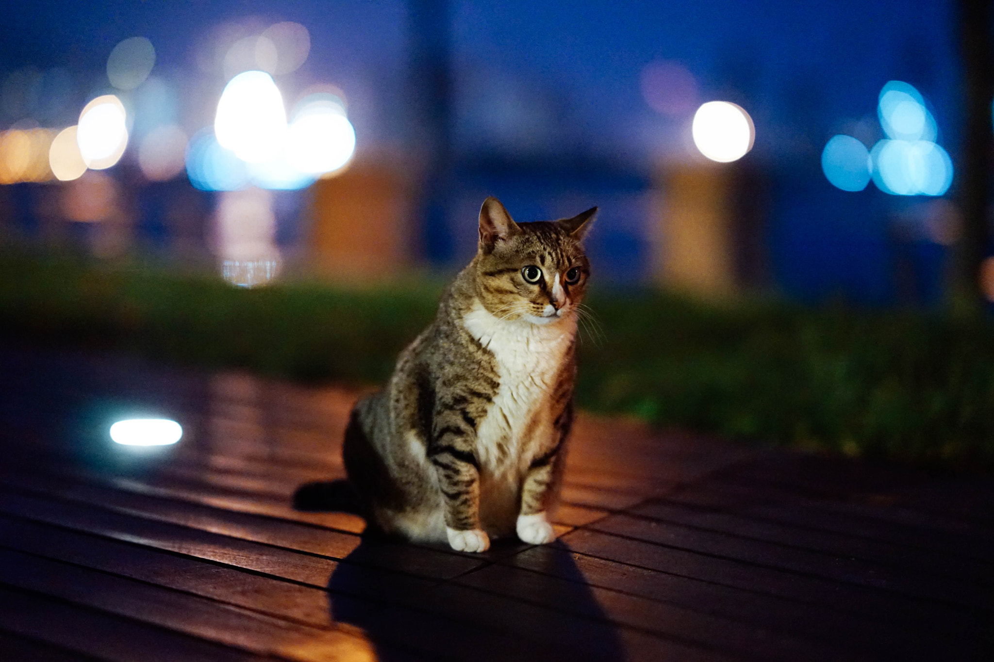 Sony a7 + Sony FE 85mm F1.4 GM sample photo. Cat and bokeh photography