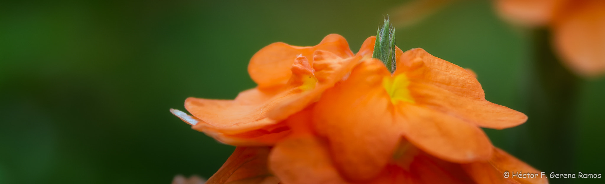 Sigma APO Macro 180mm F2.8 EX DG OS HSM sample photo. Green photography