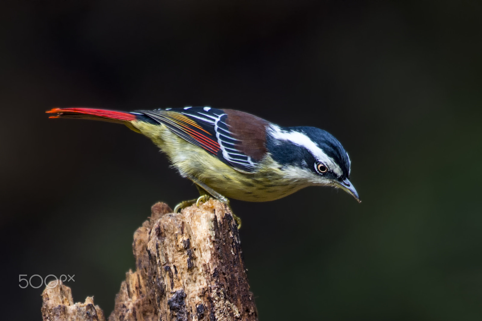 Nikon AF-S Nikkor 400mm F2.8G ED VR II sample photo. Red tailed minla photography
