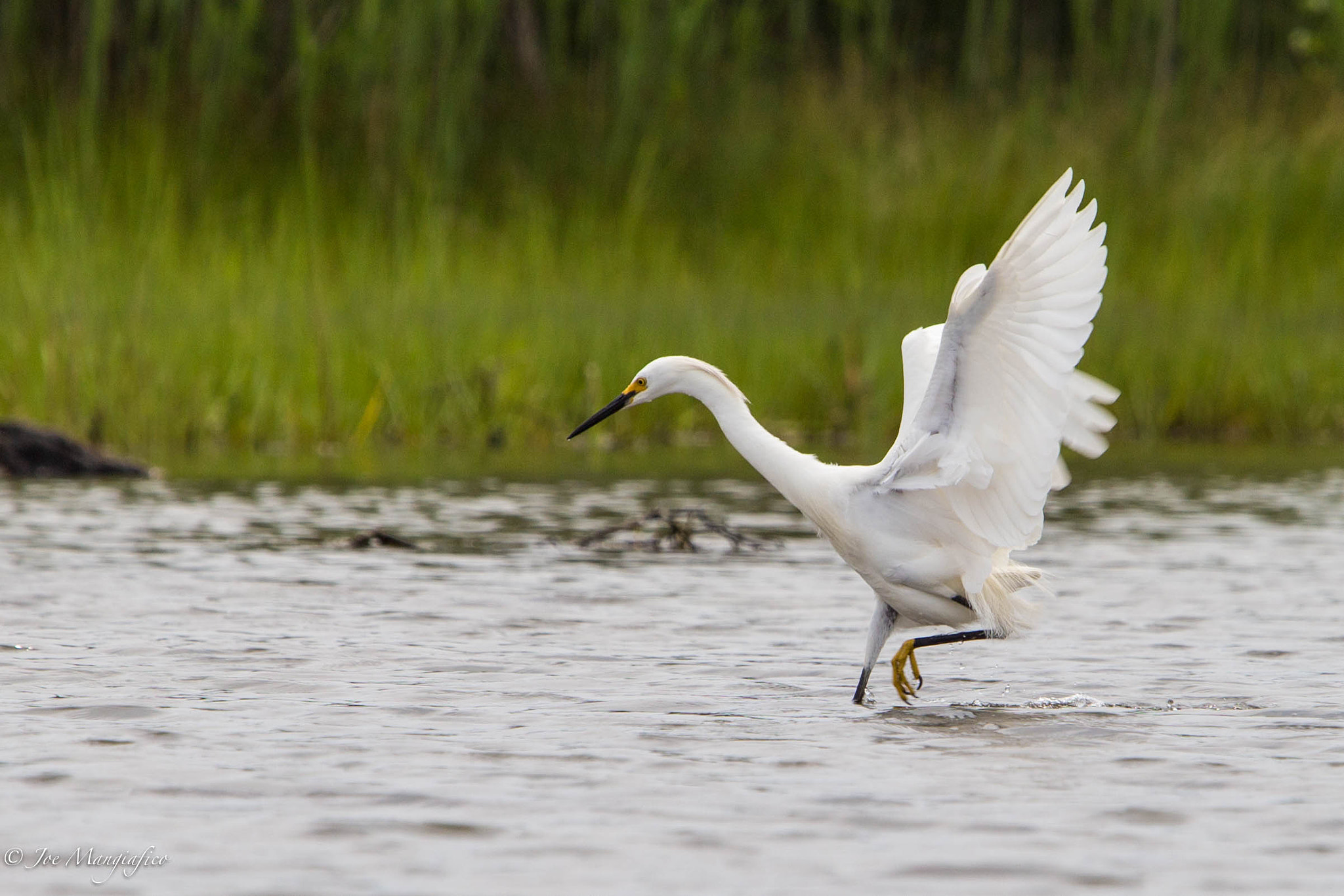 Canon EF 70-200mm F2.8L USM sample photo. Snowy egret photography