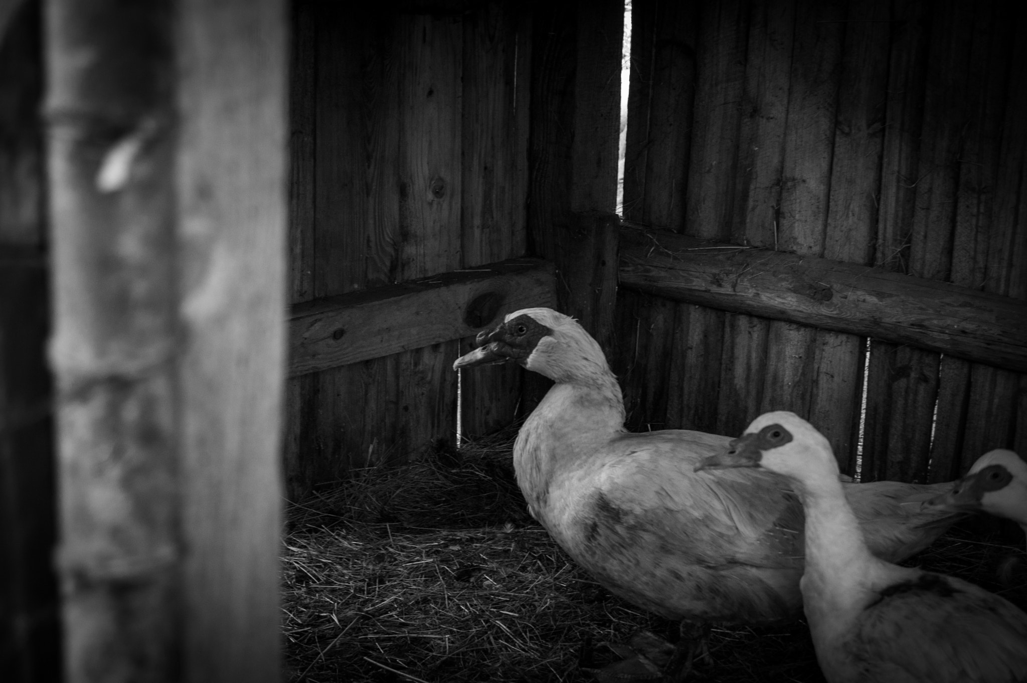Nikon D70 sample photo. //ducks photography