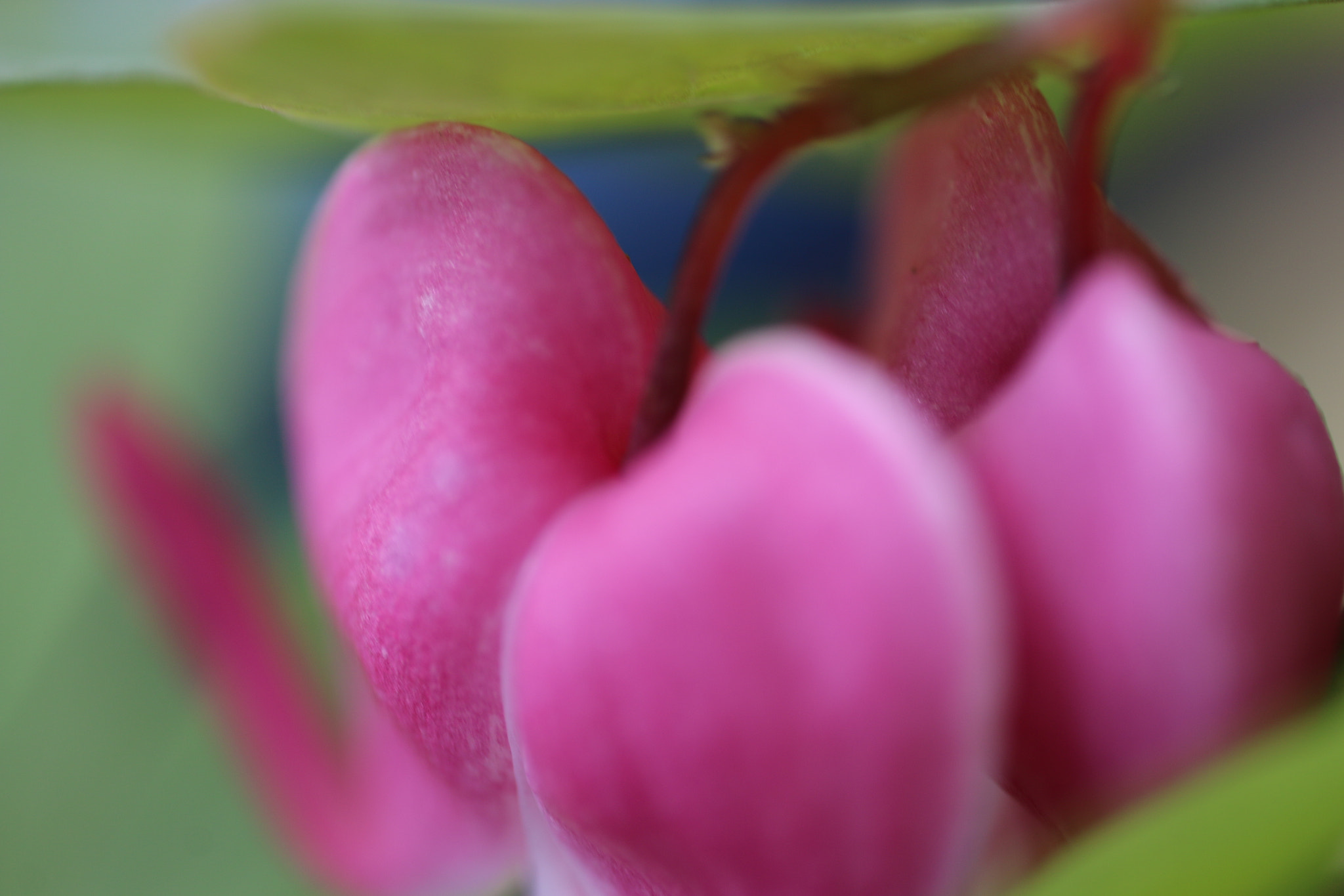 Canon MP-E 65mm F2.5 1-5x Macro Photo sample photo. Close up broken heart photography