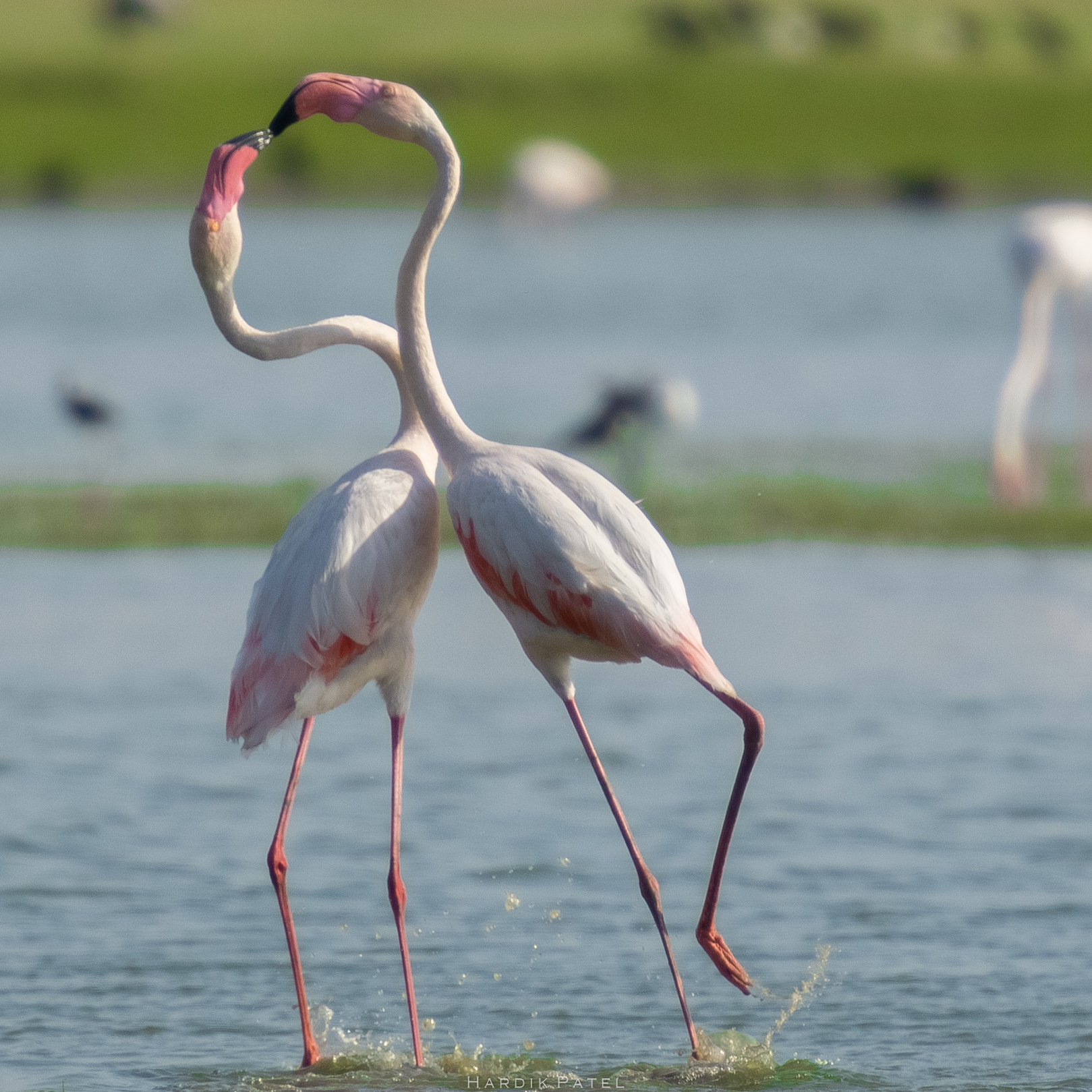 Nikon AF-S Nikkor 70-200mm F2.8G ED VR II sample photo. Greater flamingo... photography
