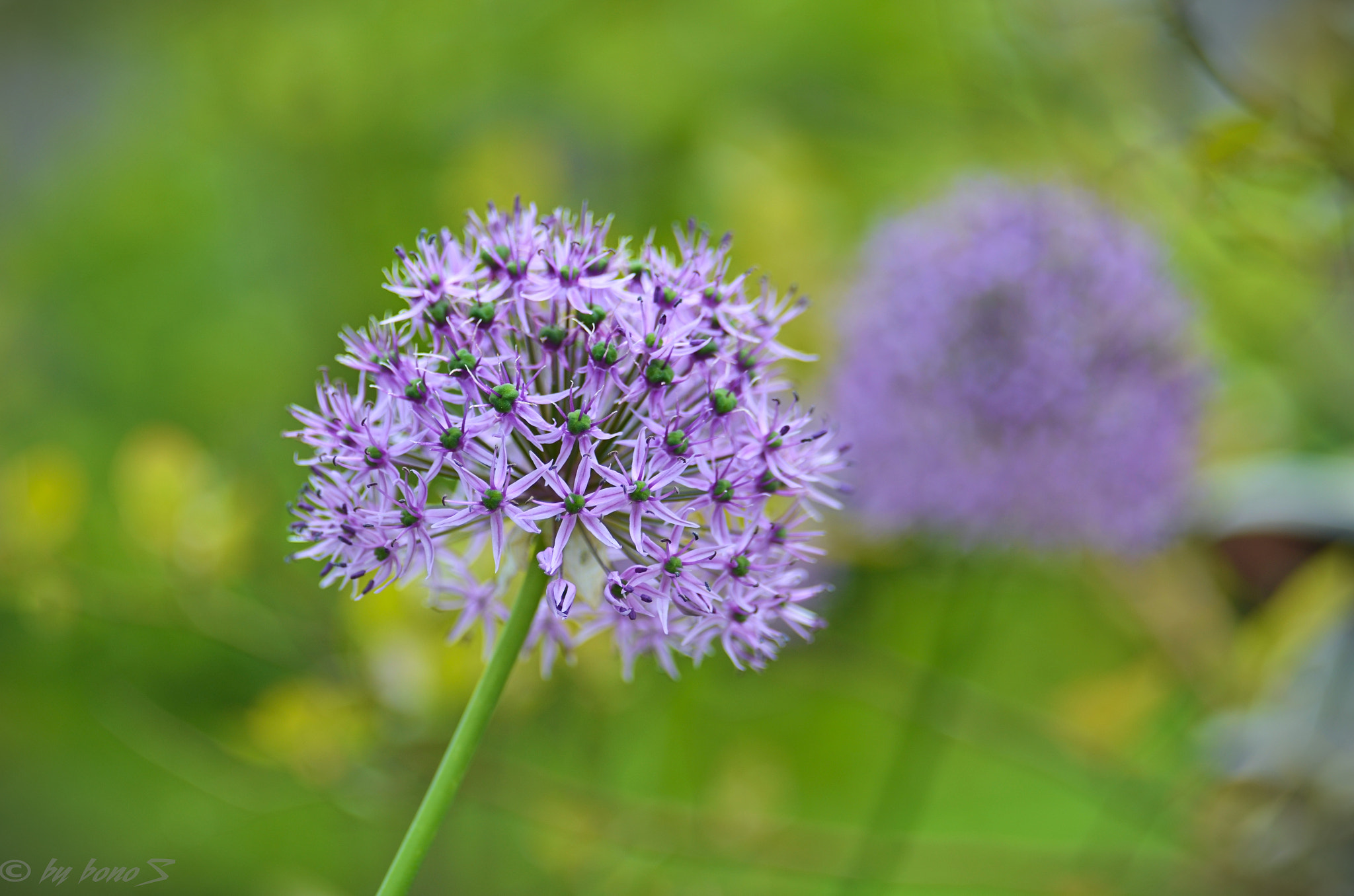 Manual Lens No CPU sample photo. Allium photography