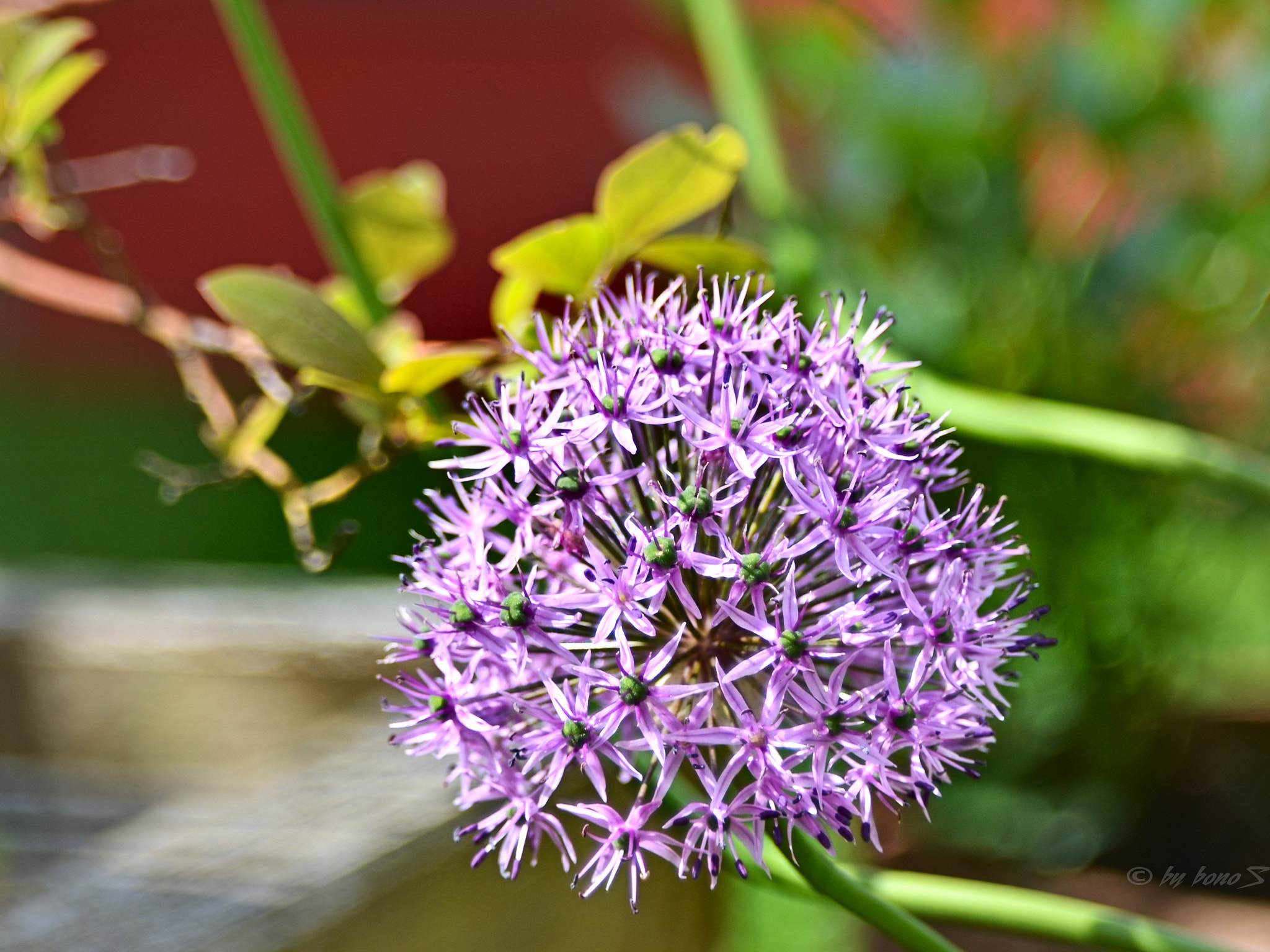 Manual Lens No CPU sample photo. Allium photography