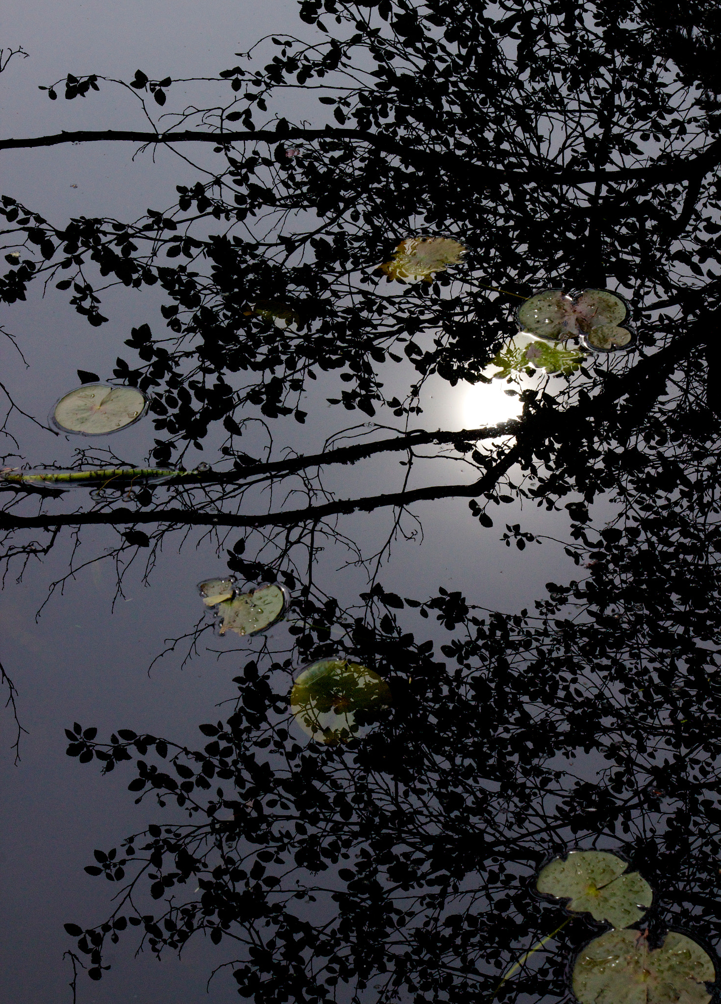 Canon EOS 600D (Rebel EOS T3i / EOS Kiss X5) sample photo. Reflection of water photography