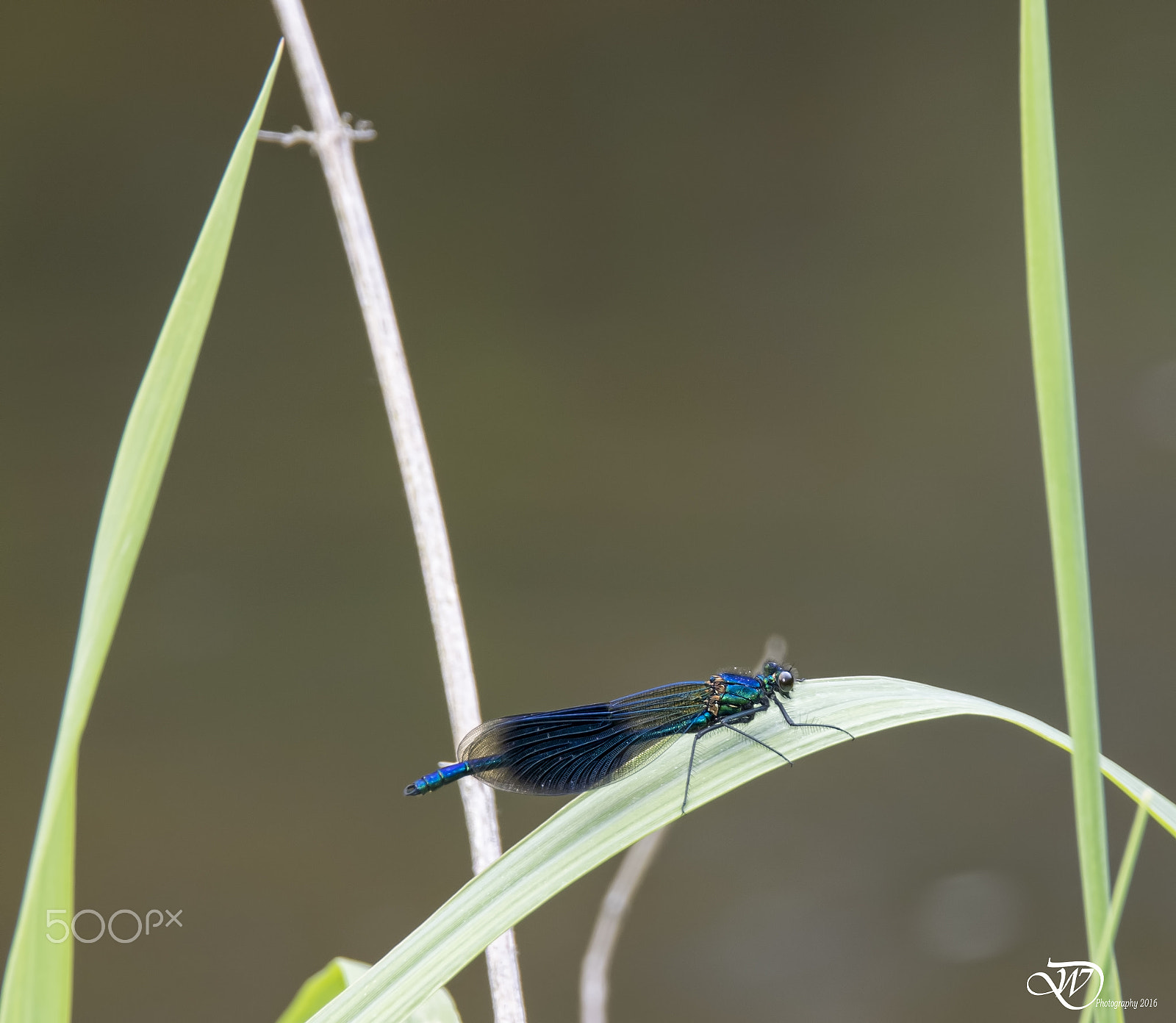 Nikon D3300 + Sigma 24-105mm F4 DG OS HSM Art sample photo. Banded demoiselle photography