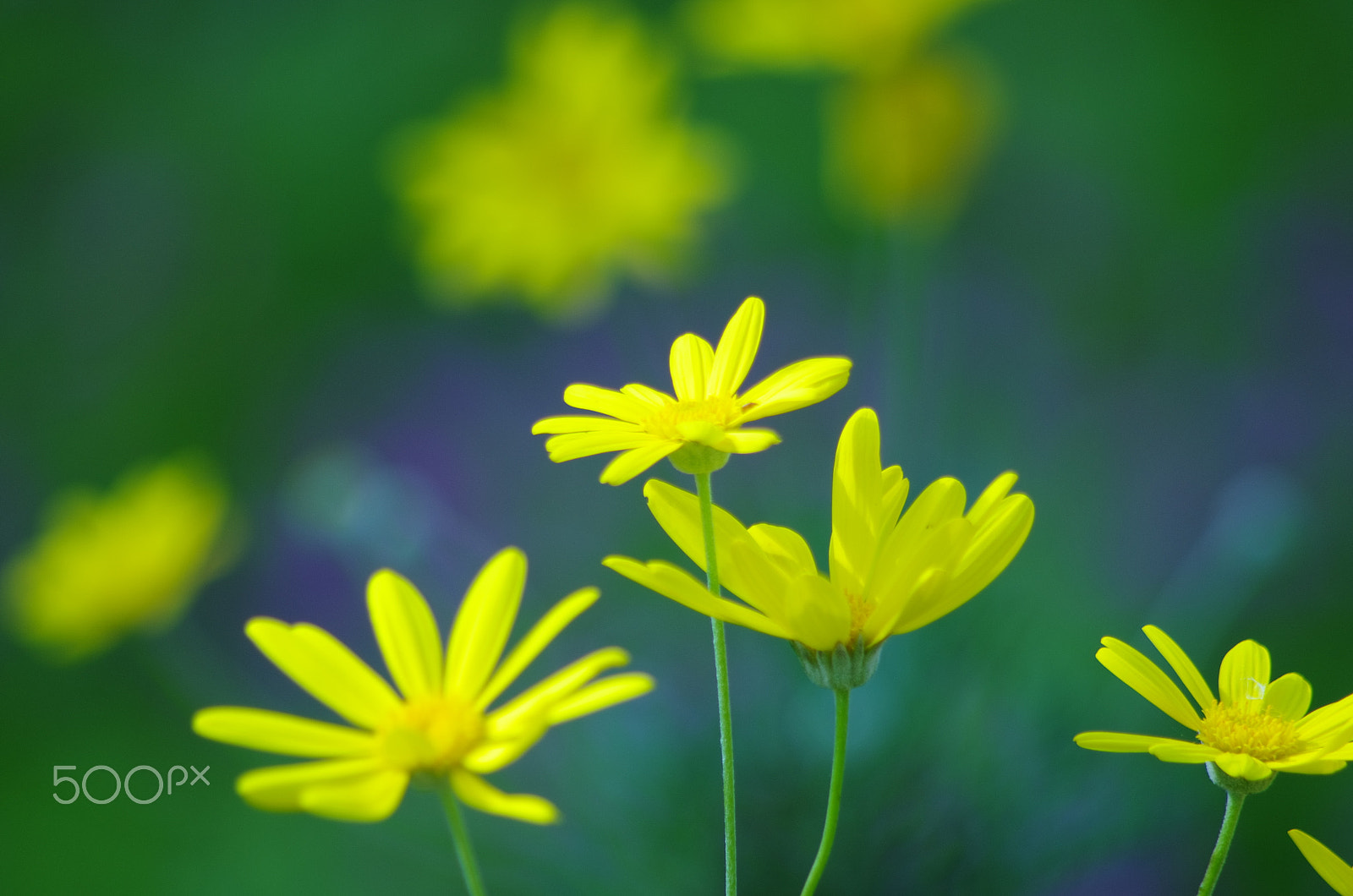 smc PENTAX-DA L 55-300mm F4-5.8 ED sample photo. Yellow flowers photography