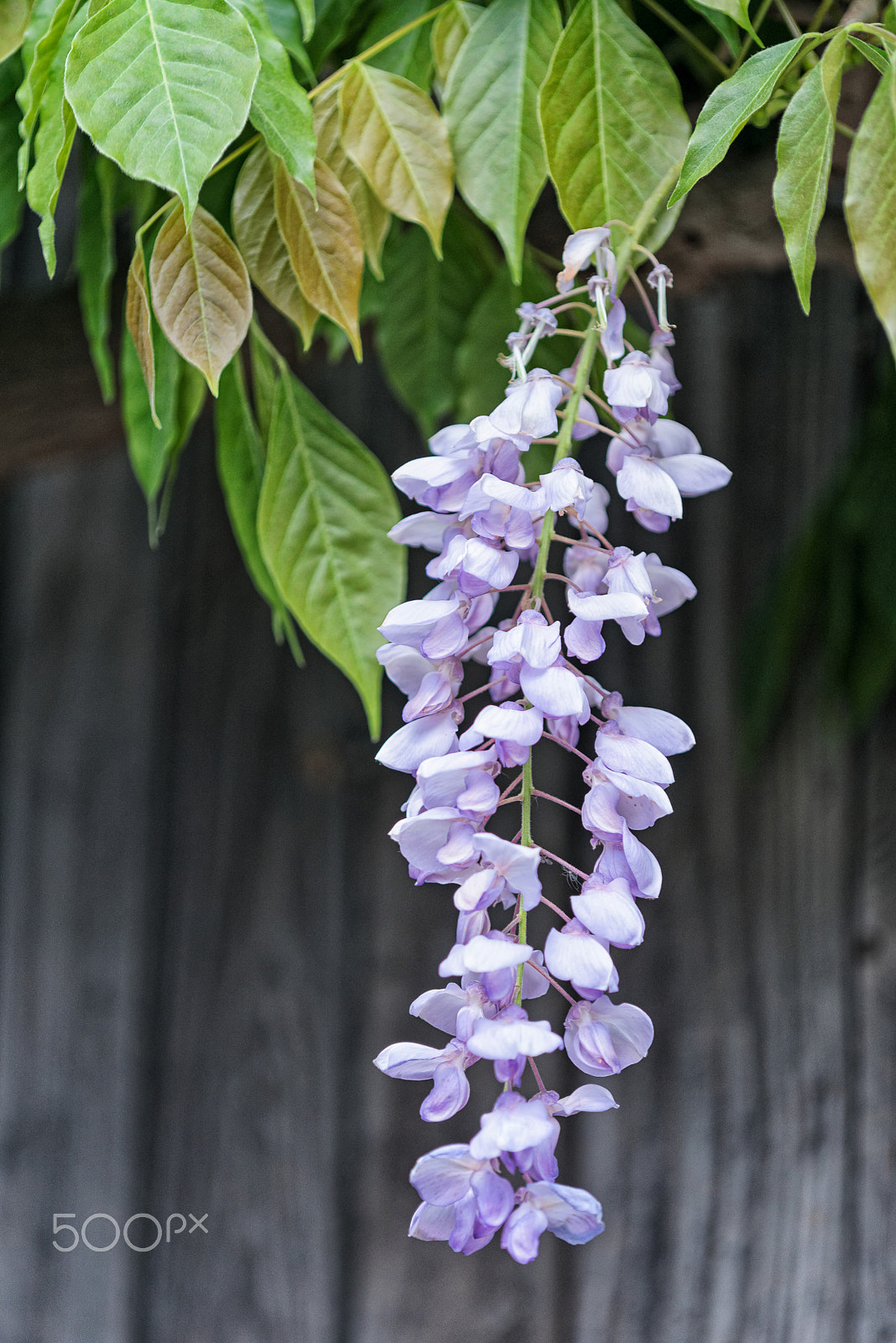 Nikon D750 + Nikon AF Micro-Nikkor 200mm F4D ED-IF sample photo. Flowering wisteria photography