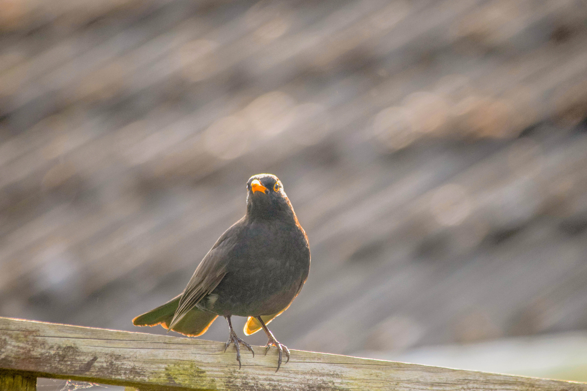Sigma 150-500mm F5-6.3 DG OS HSM sample photo. Birds photography