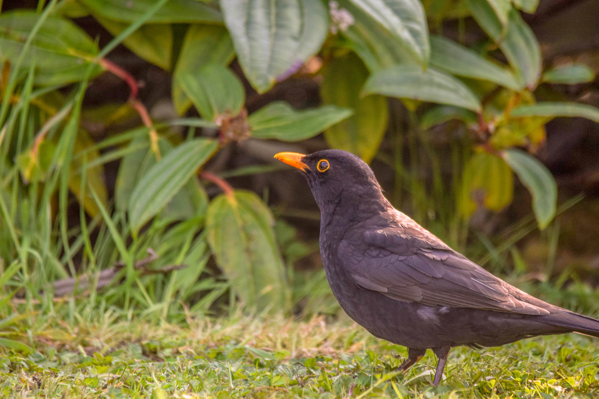 Sigma 150-500mm F5-6.3 DG OS HSM sample photo. Birds photography