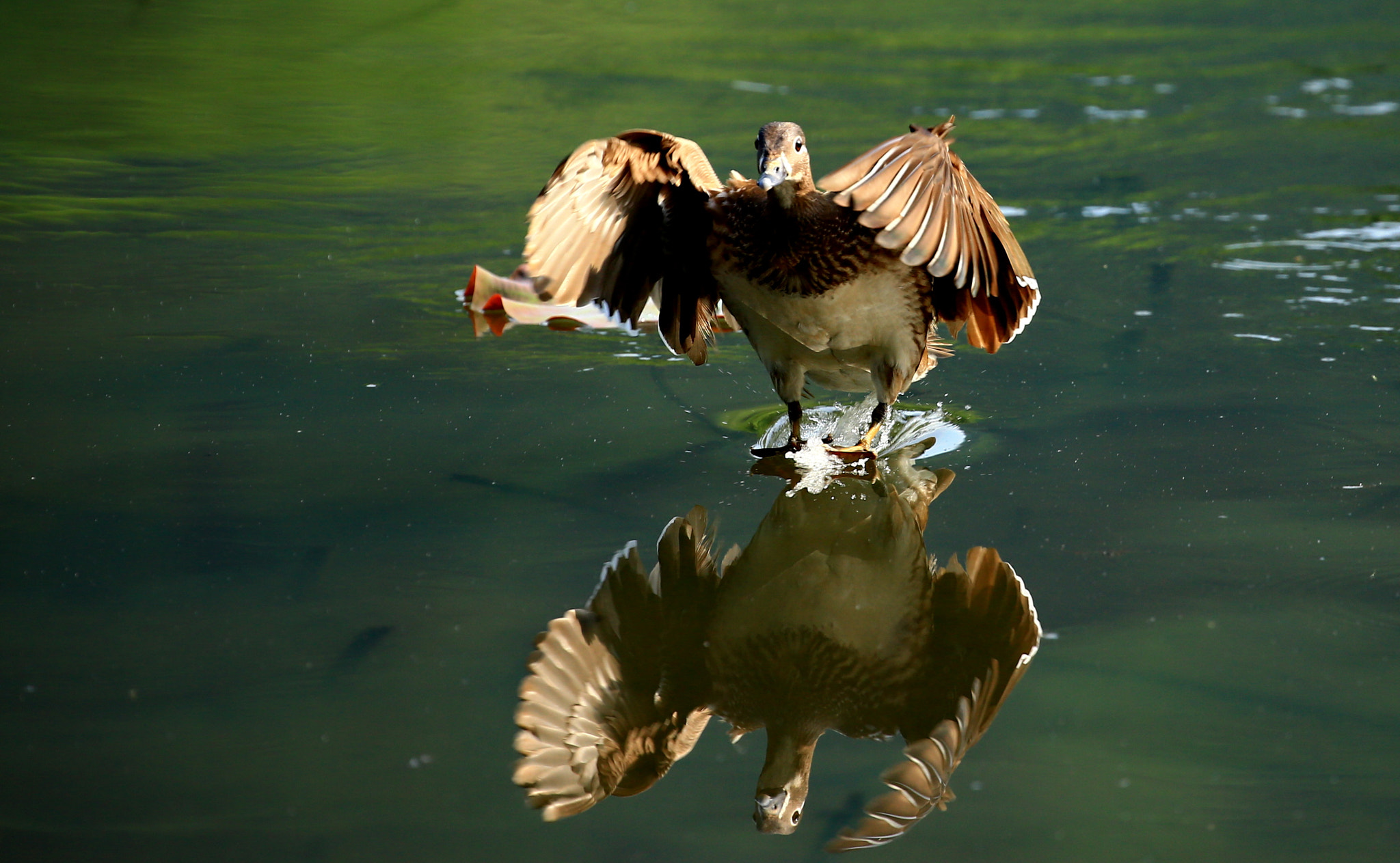 Canon EF 100-400mm F4.5-5.6L IS II USM sample photo. Landing photography