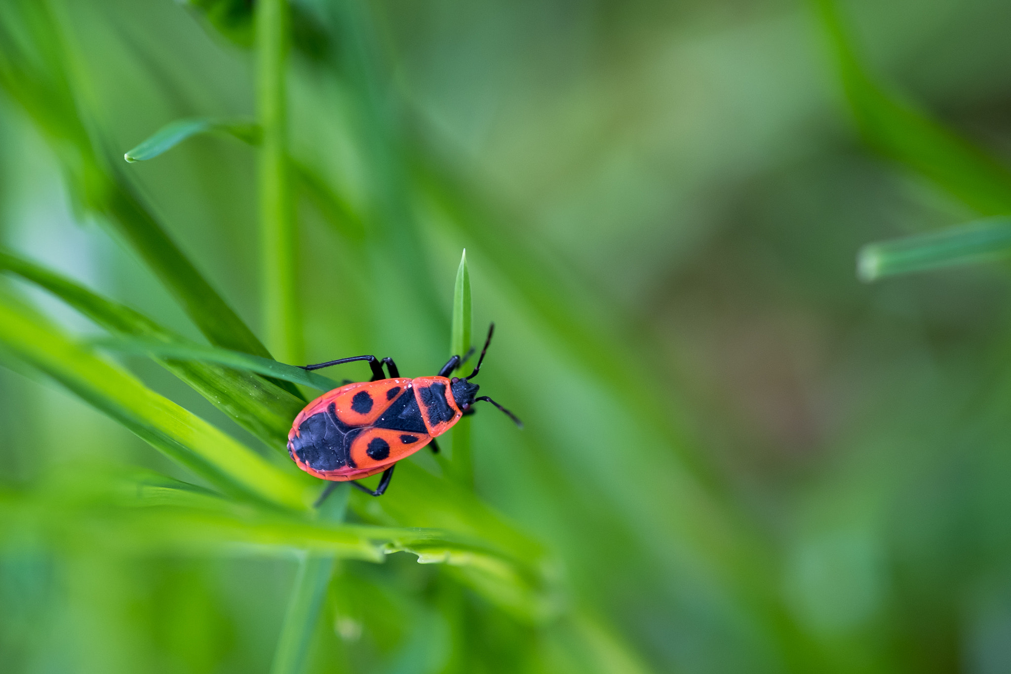Fujifilm X-Pro2 + Fujifilm XF 60mm F2.4 R Macro sample photo. Red in green photography