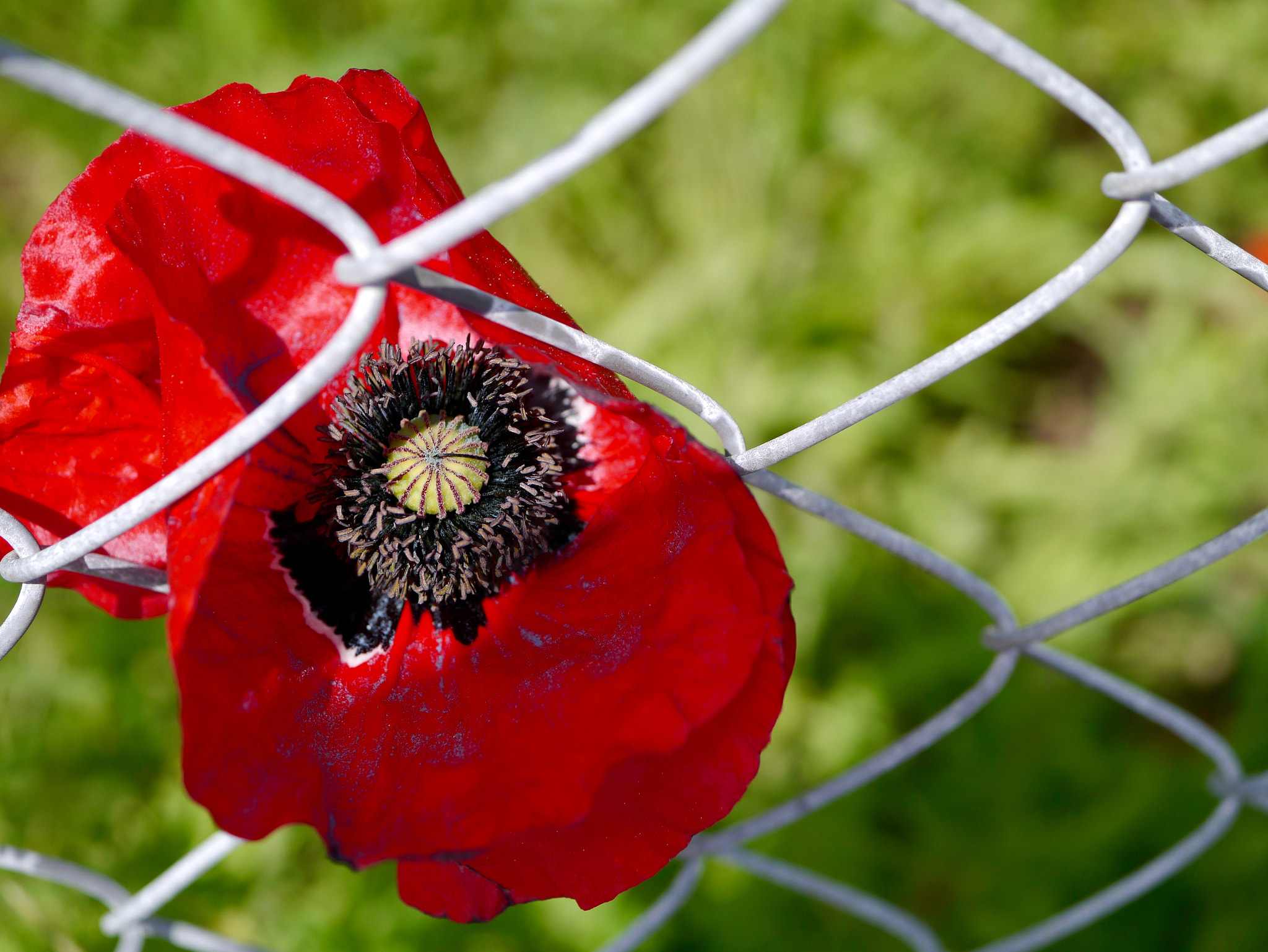 Panasonic Lumix DMC-GX1 + Panasonic Lumix G Macro 30mm F2.8 ASPH Mega OIS sample photo. Coquelicot engrillagé photography