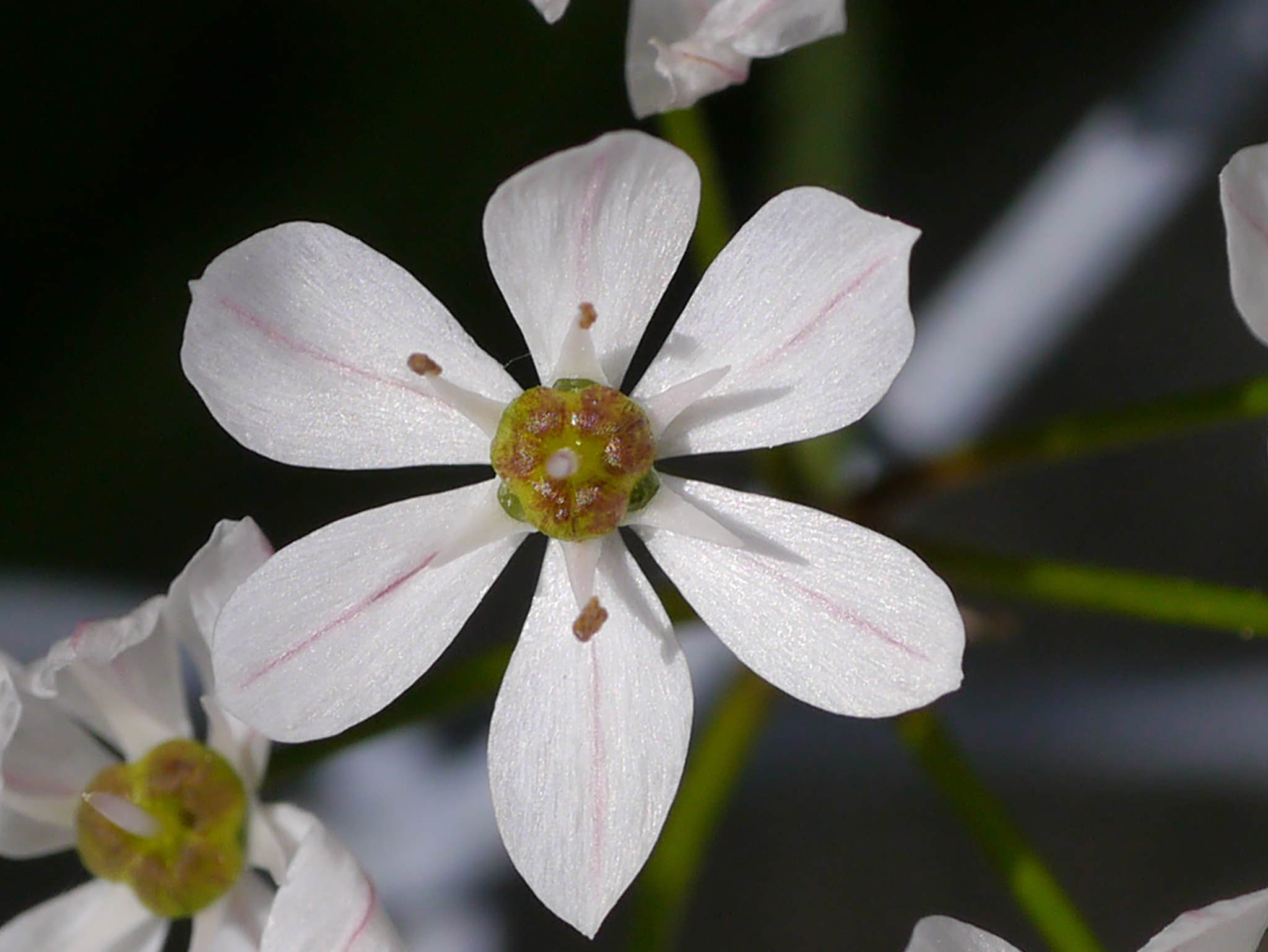 Panasonic Lumix DMC-GX1 + Panasonic Lumix G Macro 30mm F2.8 ASPH Mega OIS sample photo. Blancheur photography