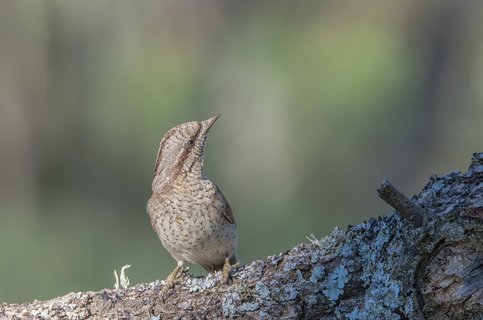 Sigma 150-600mm F5-6.3 DG OS HSM | S sample photo. Torcecuellos photography