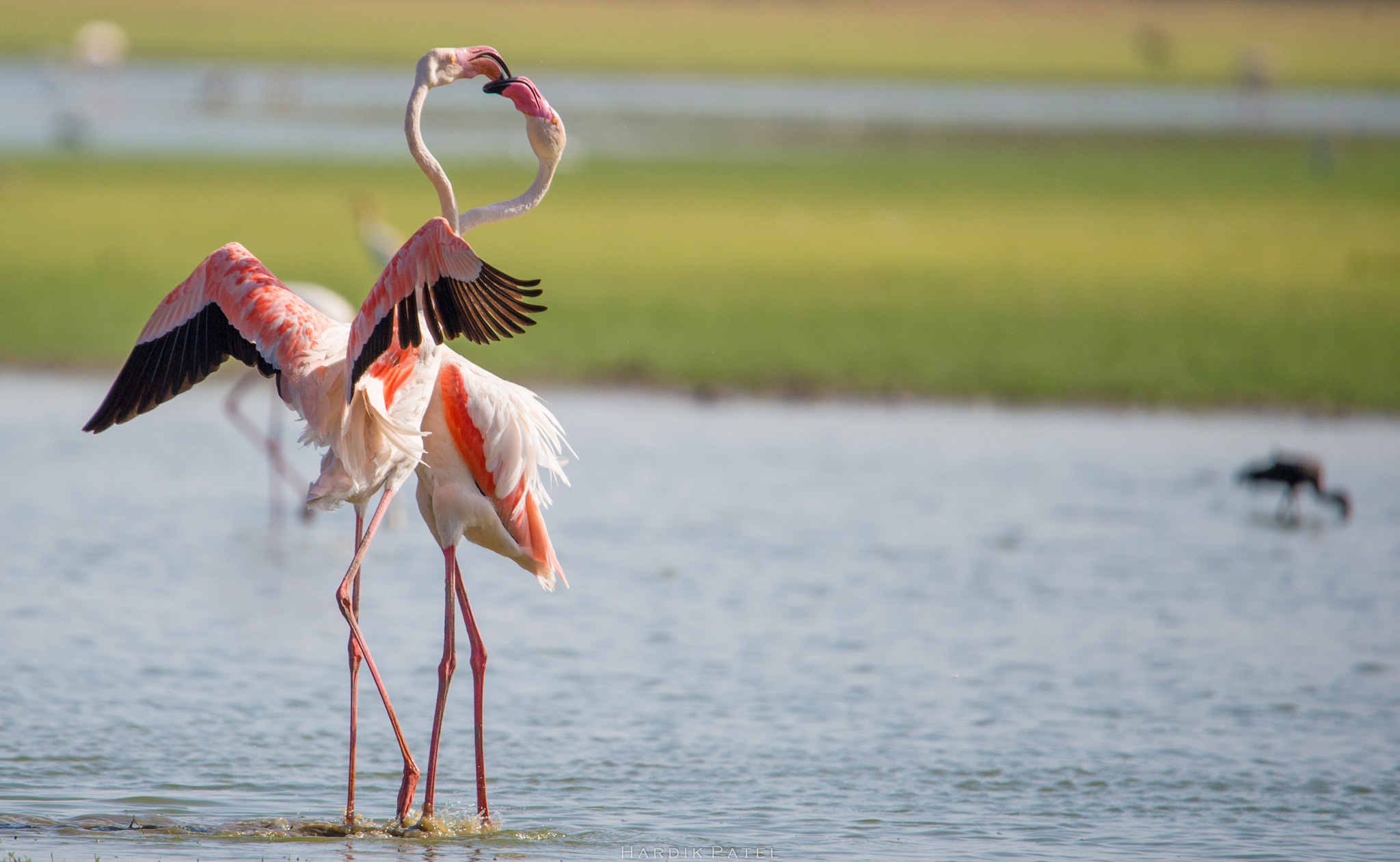 Nikon D4S sample photo. Greater flamingo photography