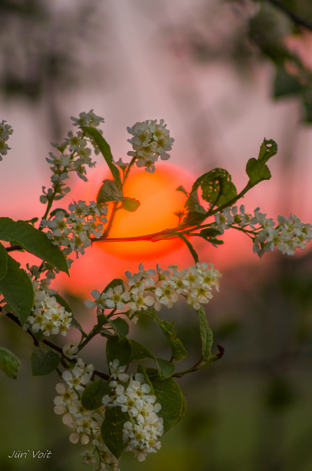 Tamron AF 70-300mm F4-5.6 Di LD Macro sample photo. Spring photography