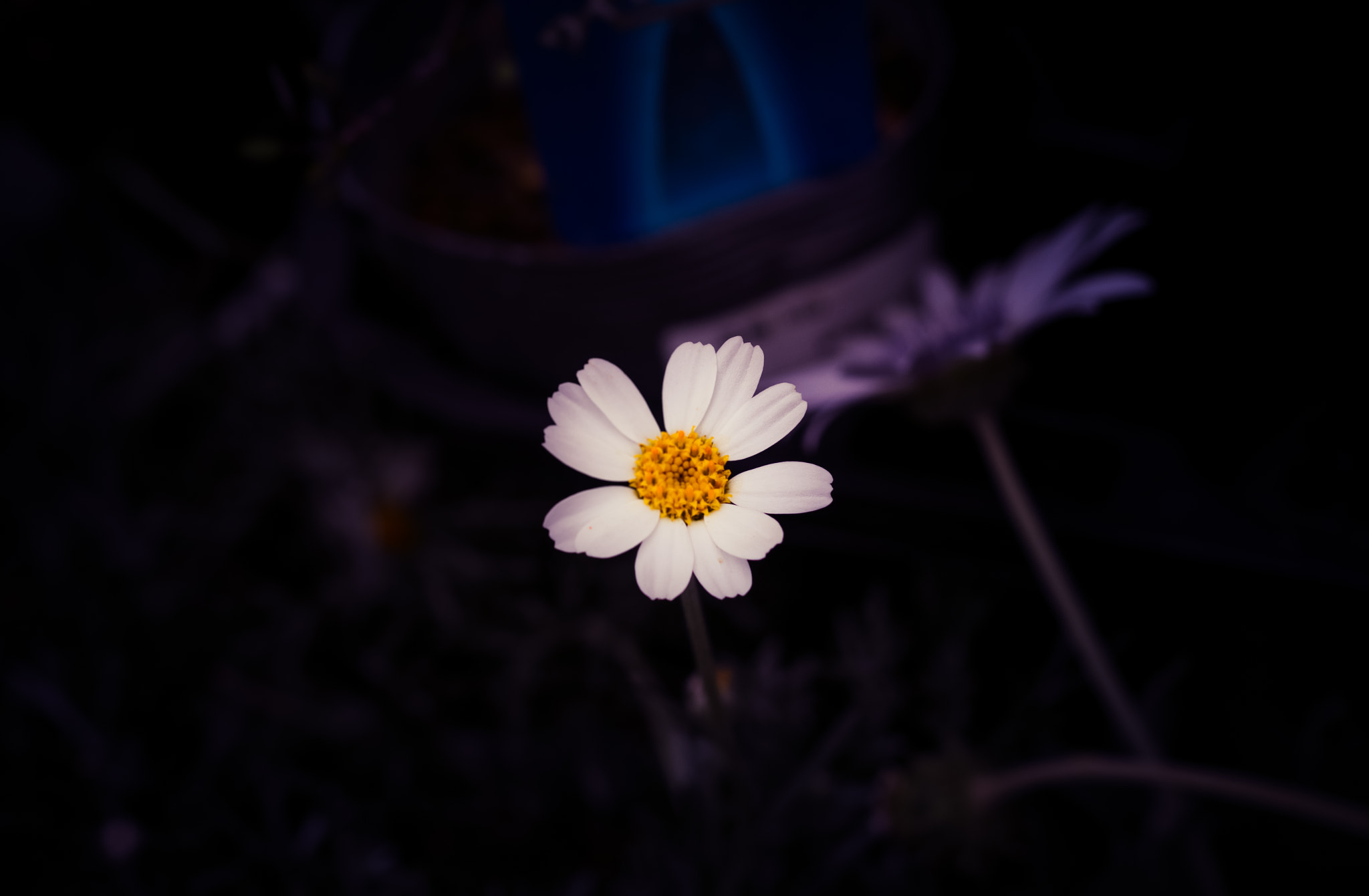 Canon EOS 80D + Canon EF 50mm F1.8 II sample photo. Img_3256.jpg photography