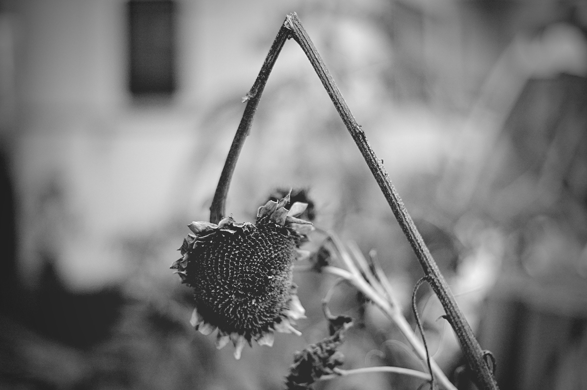 Canon EOS-1D Mark III sample photo. Evanescence photography