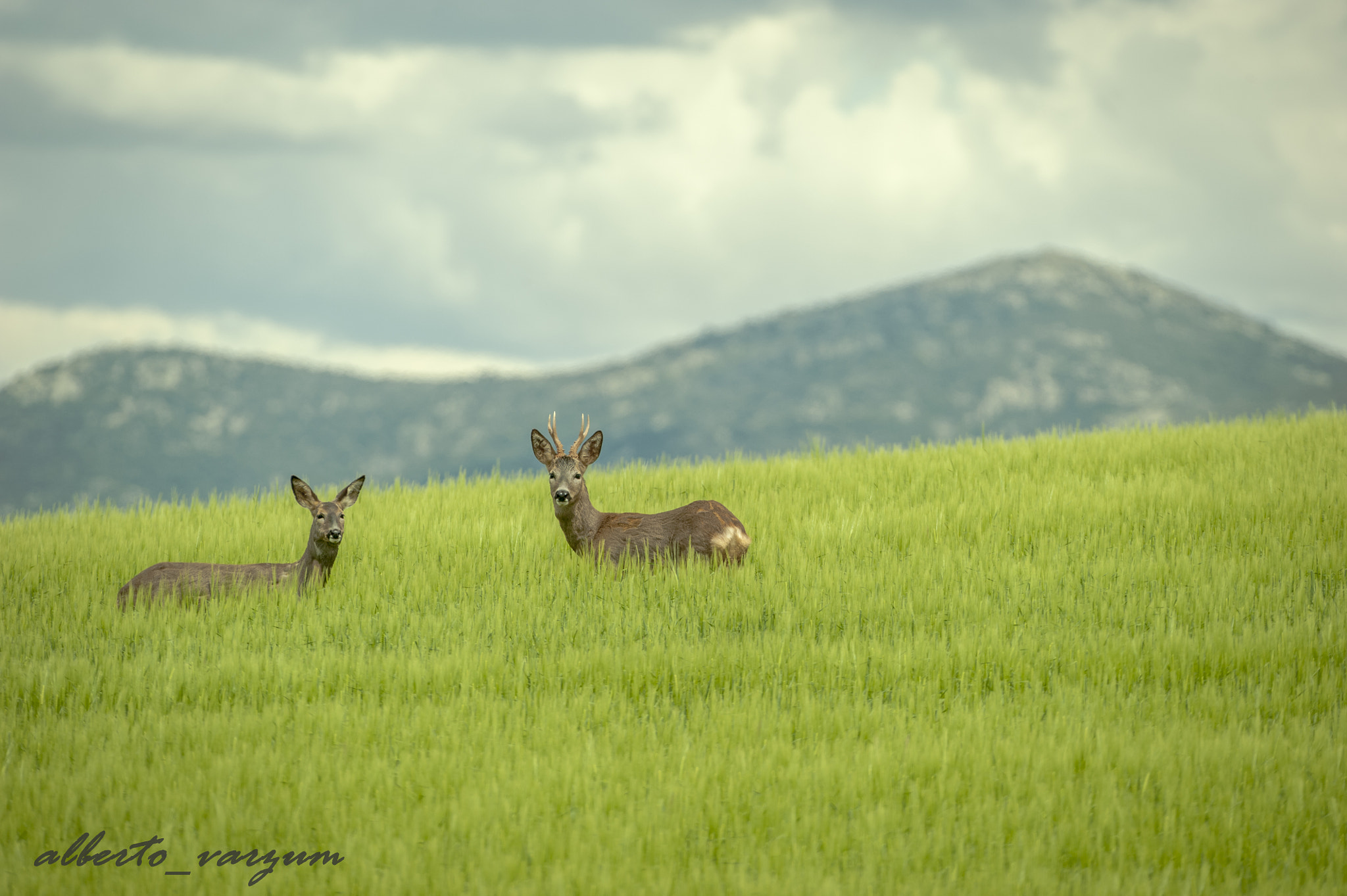 Nikon AF-S Nikkor 200-500mm F5.6E ED VR sample photo. Capreolus capreolus in daroca photography