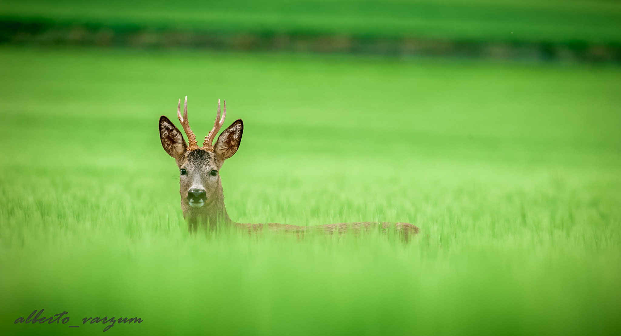 Nikon AF-S Nikkor 200-500mm F5.6E ED VR sample photo. Capreolus capreolus in daroca photography