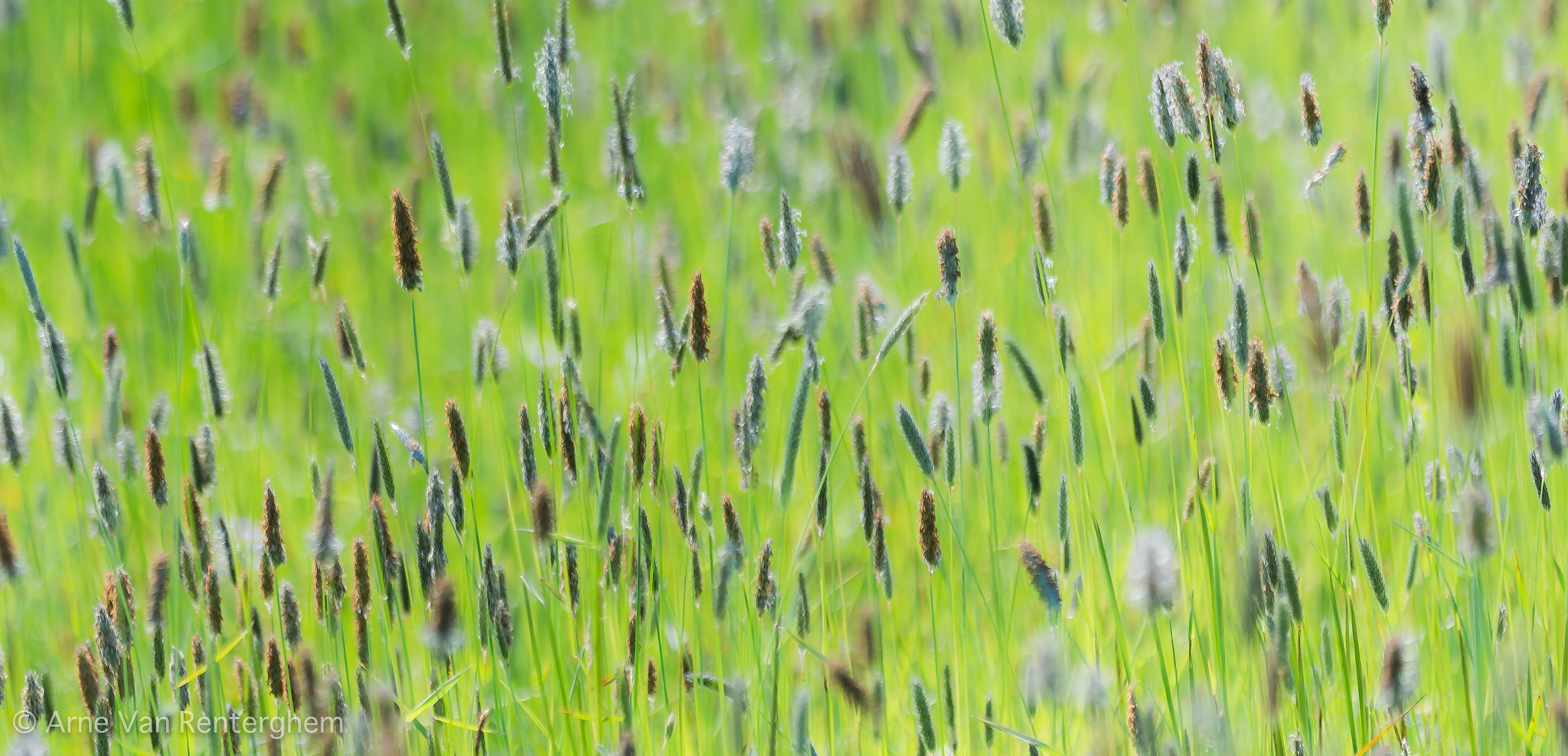 Nikon D800E + Nikon AF Micro-Nikkor 200mm F4D ED-IF sample photo. Summertime photography