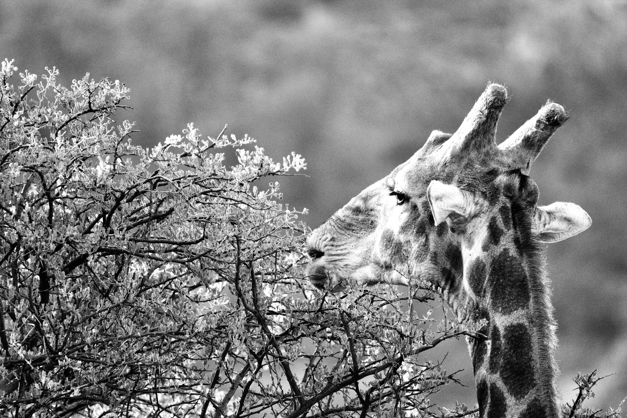 Nikon D5500 + Sigma 150-500mm F5-6.3 DG OS HSM sample photo. Giraffe feeding on a thorn bush photography