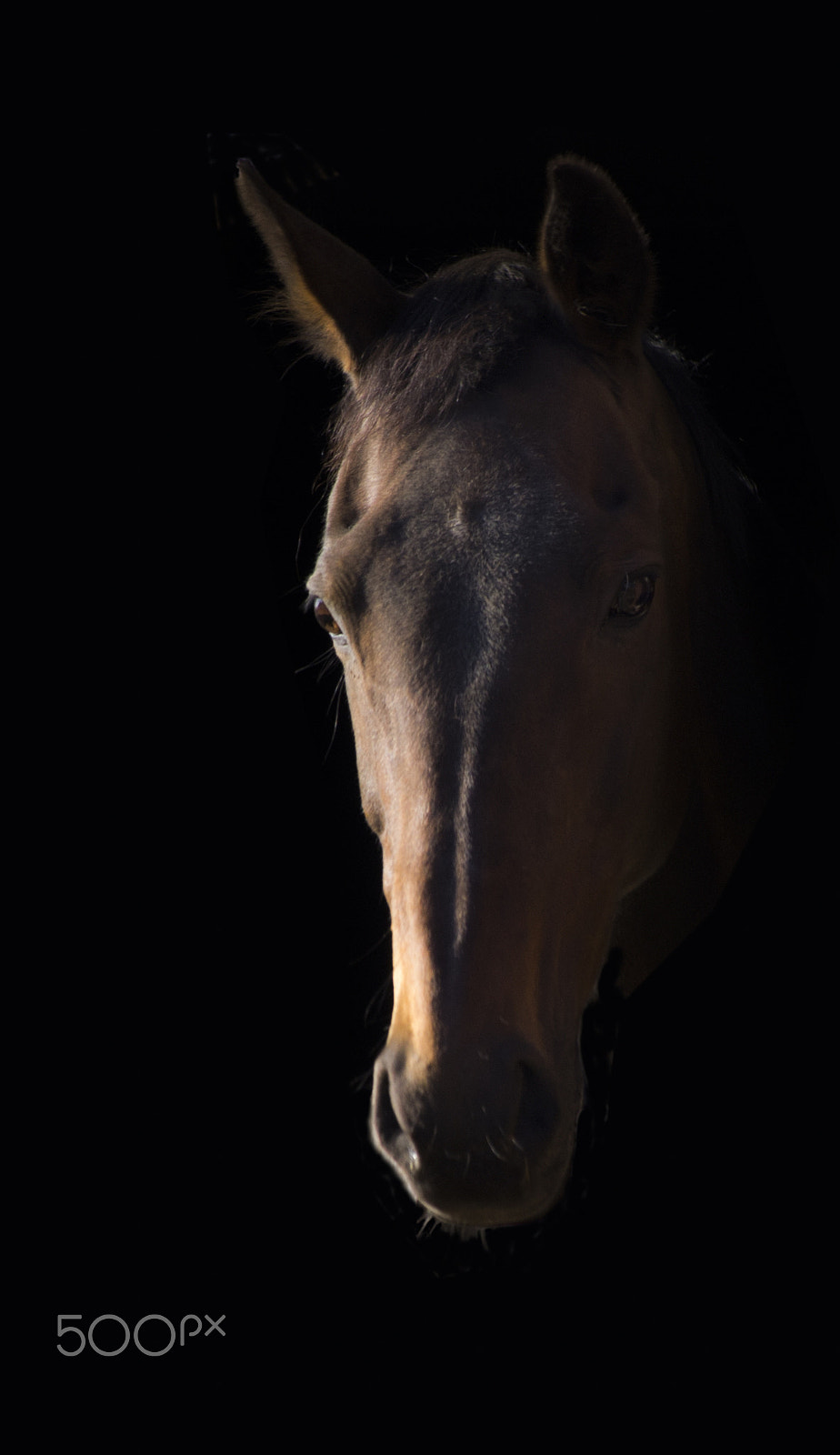Pentax K-5 sample photo. Dark horse photography
