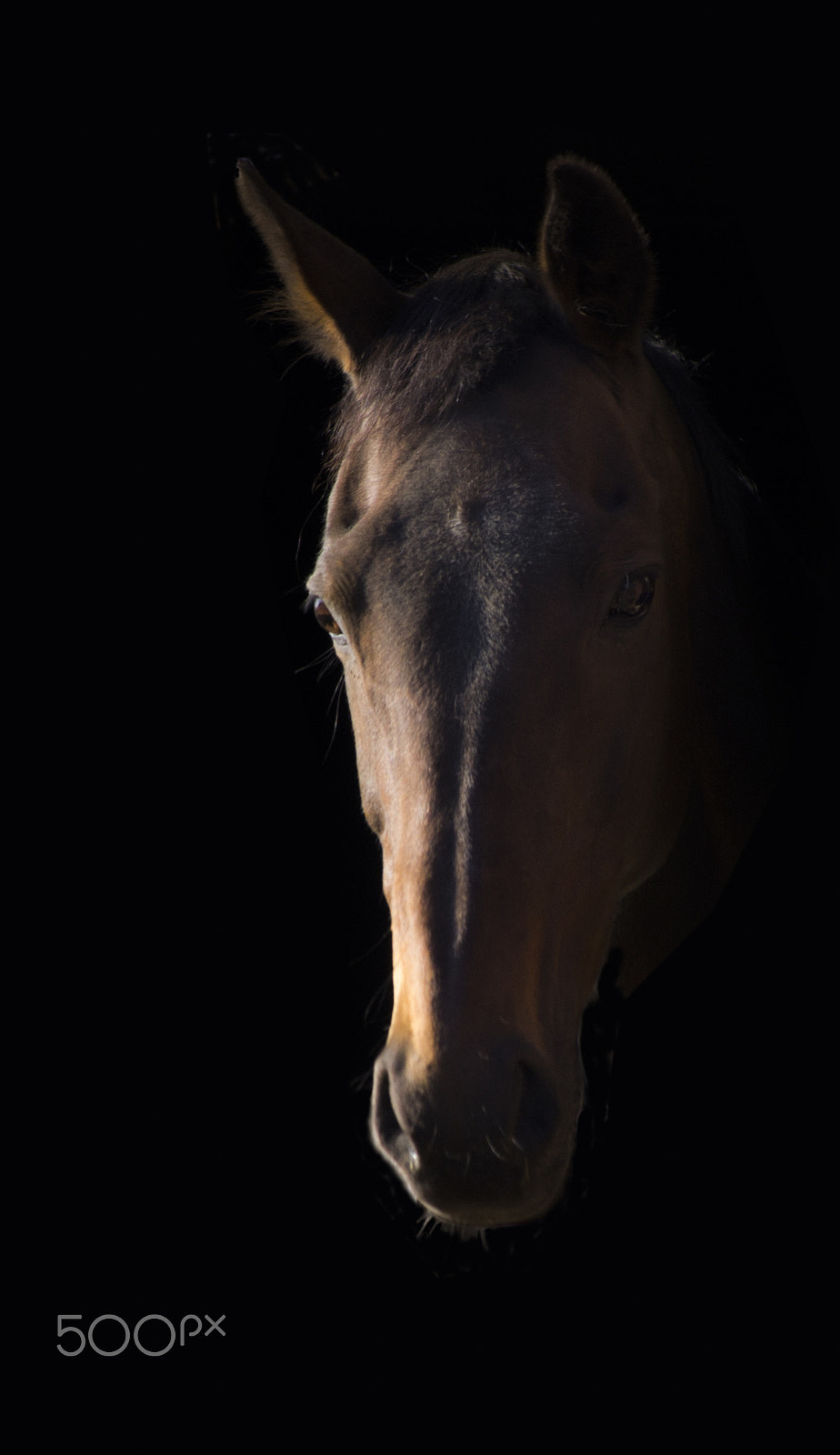 smc PENTAX-DA L 50-200mm F4-5.6 ED sample photo. Dark horse photography