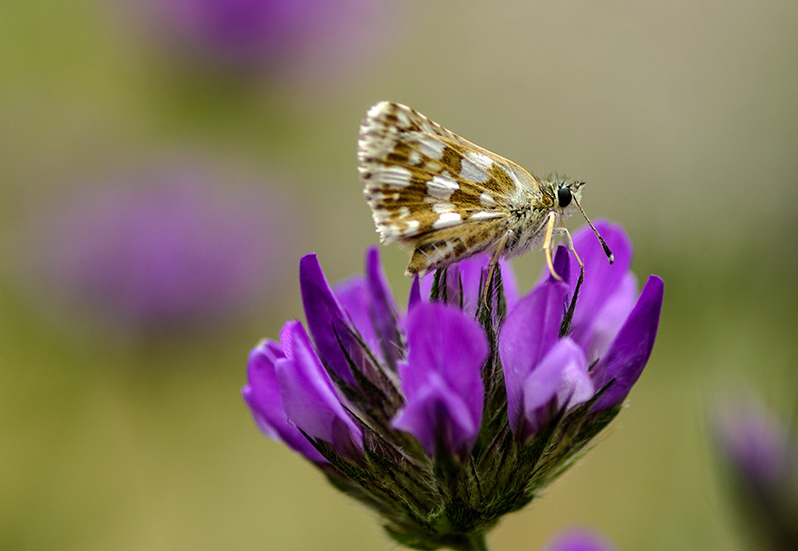 Pentax K20D + smc PENTAX-FA Macro 100mm F2.8 sample photo. Natural world photography