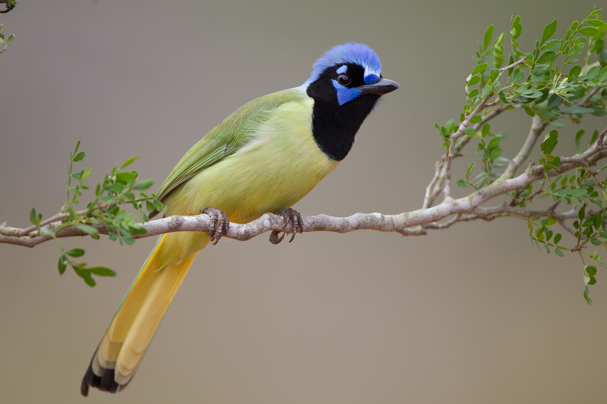 Canon EF 600mm f/4L IS sample photo. Green jay photography
