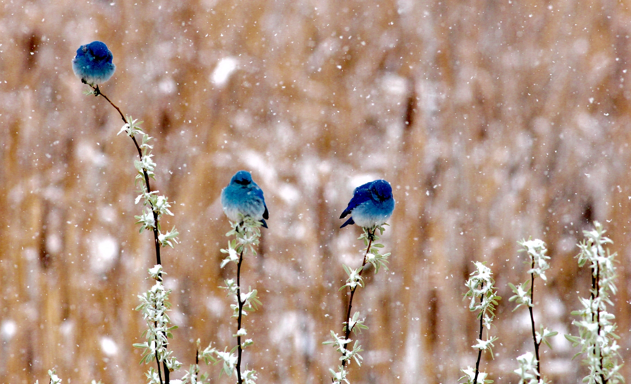 Canon EOS 60D + Canon EF 400mm F5.6L USM sample photo. Blue birds photography