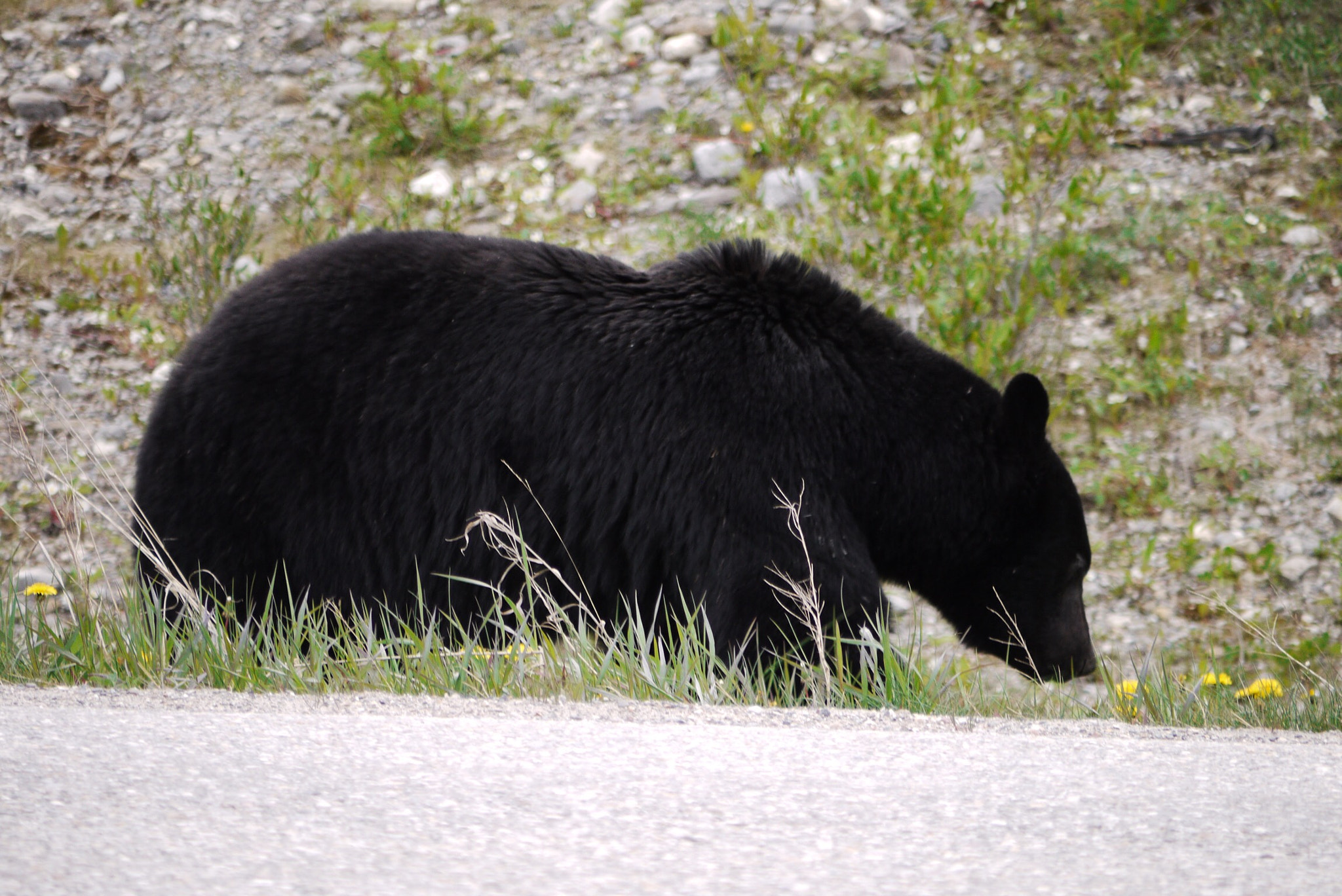 Panasonic Lumix DMC-GF1 + Panasonic Lumix G Vario 45-200mm F4-5.6 OIS sample photo. Bear photography