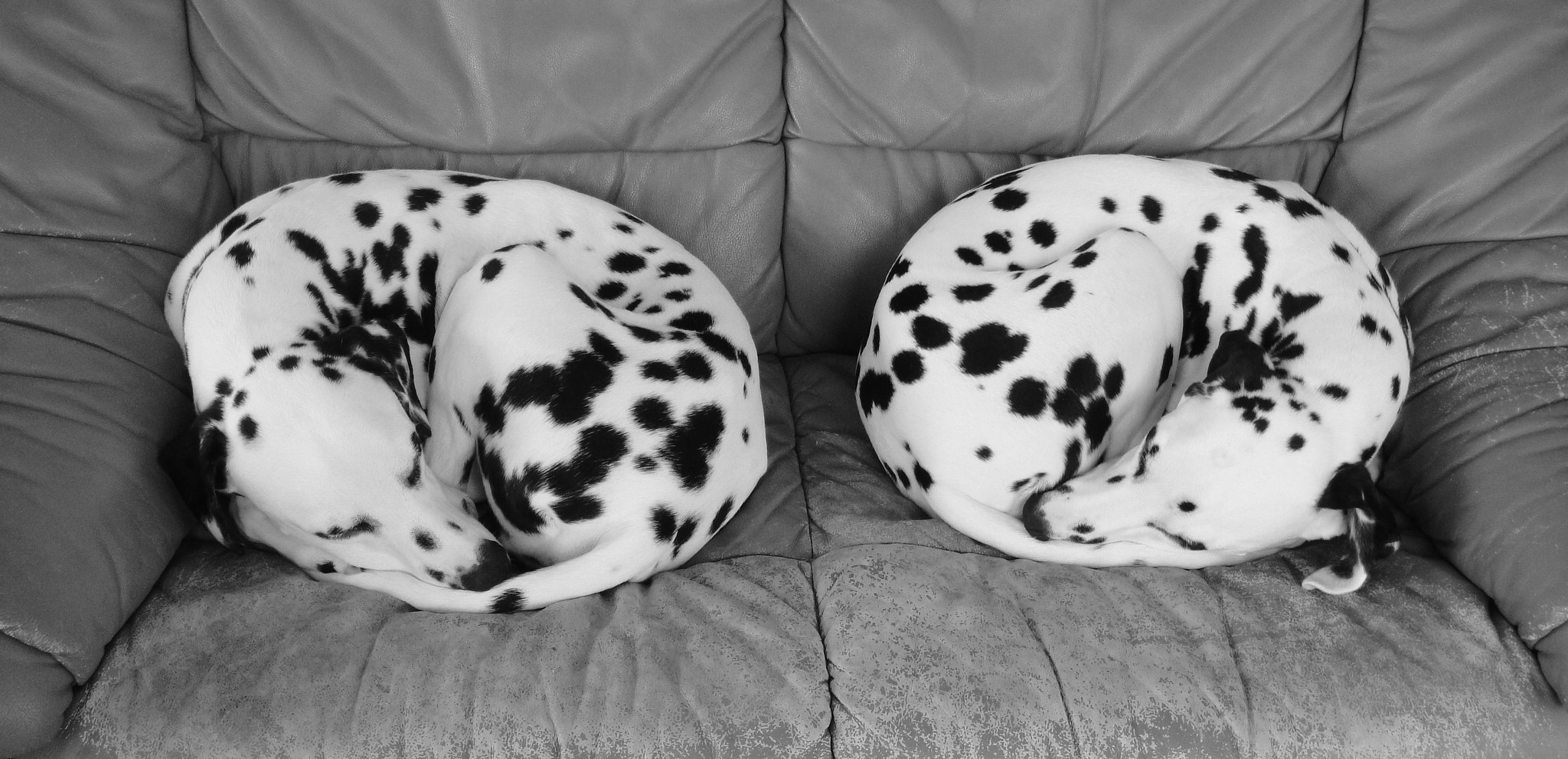Sony DSC-T900 sample photo. Dalmatian photography
