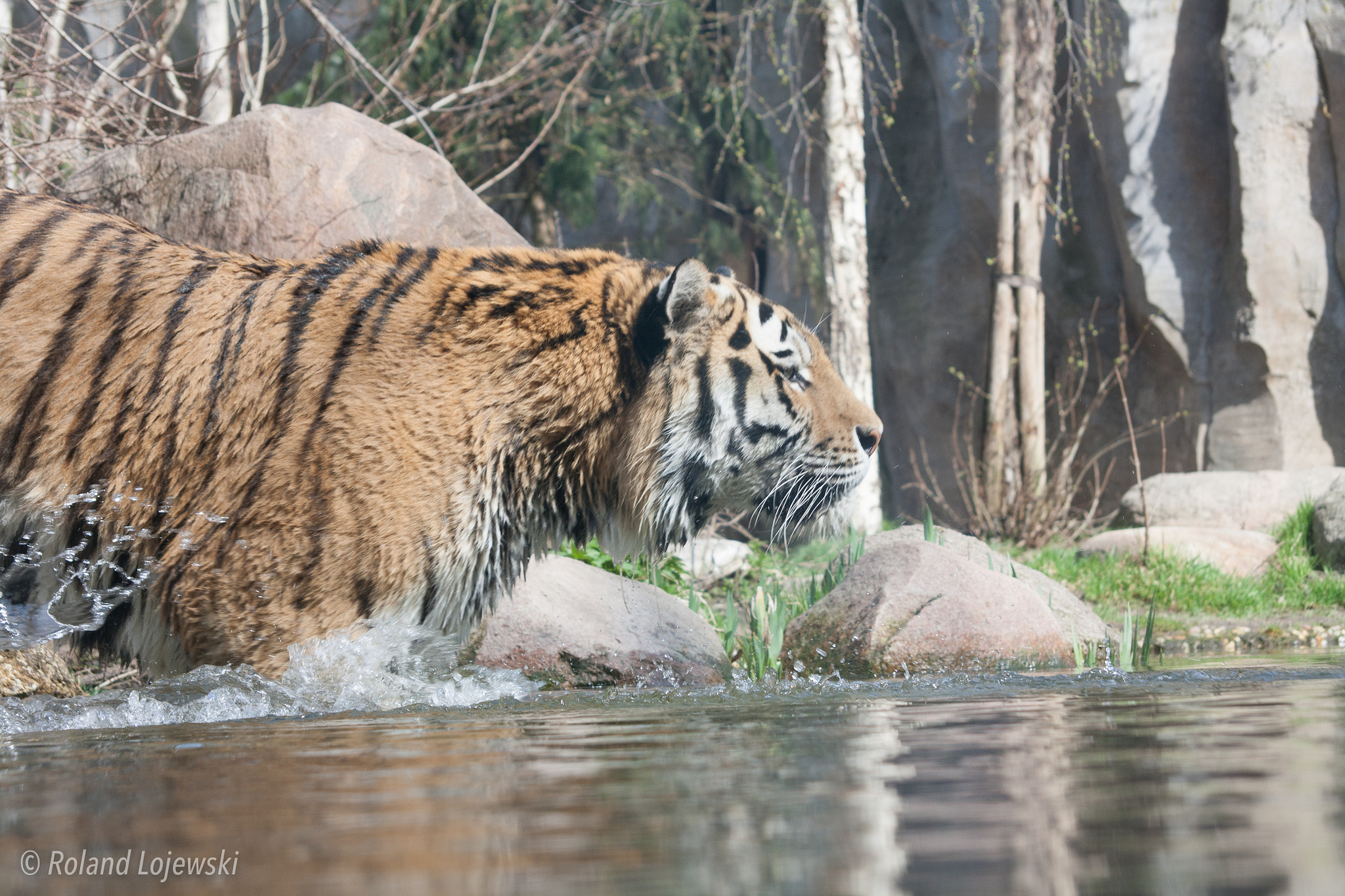 Sigma 50-200mm F4-5.6 DC OS HSM sample photo. Swimming tiger photography