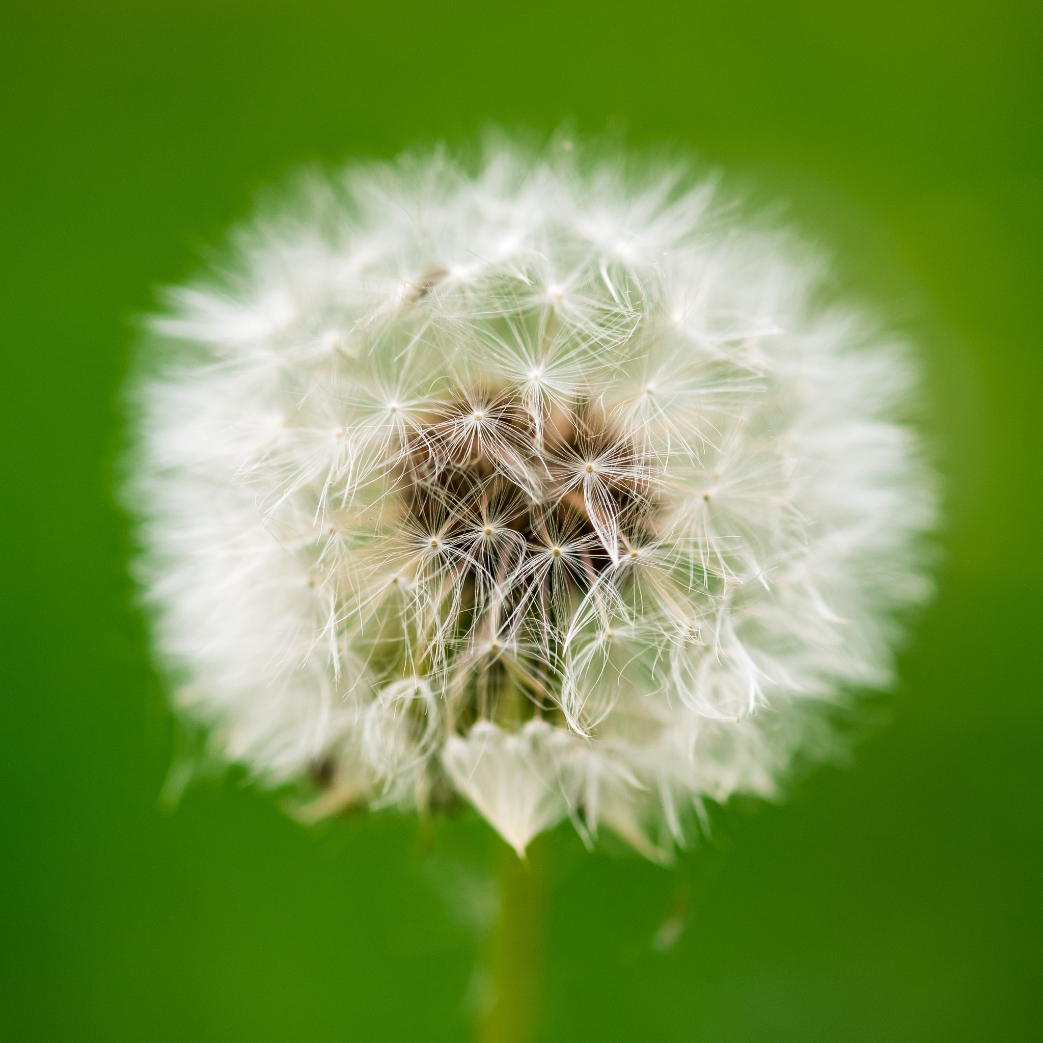 Fujifilm X-Pro2 + Fujifilm XF 60mm F2.4 R Macro sample photo. Wind flower photography