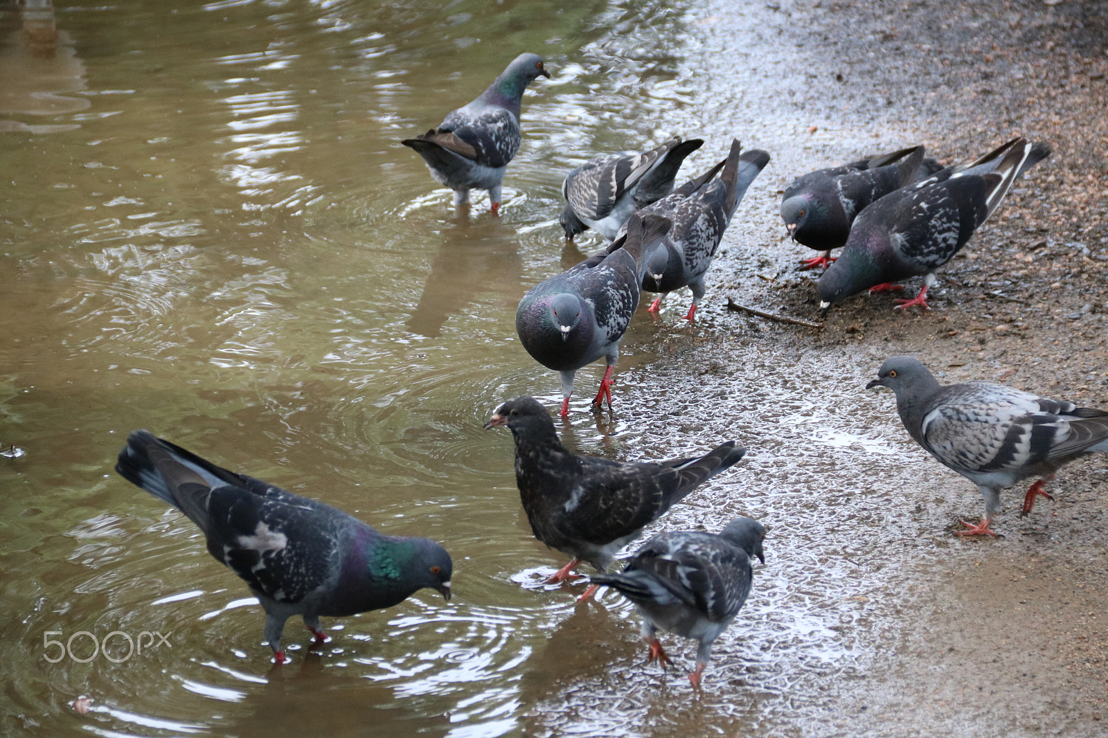 Canon EOS 750D (EOS Rebel T6i / EOS Kiss X8i) sample photo. After rain 7996 photography