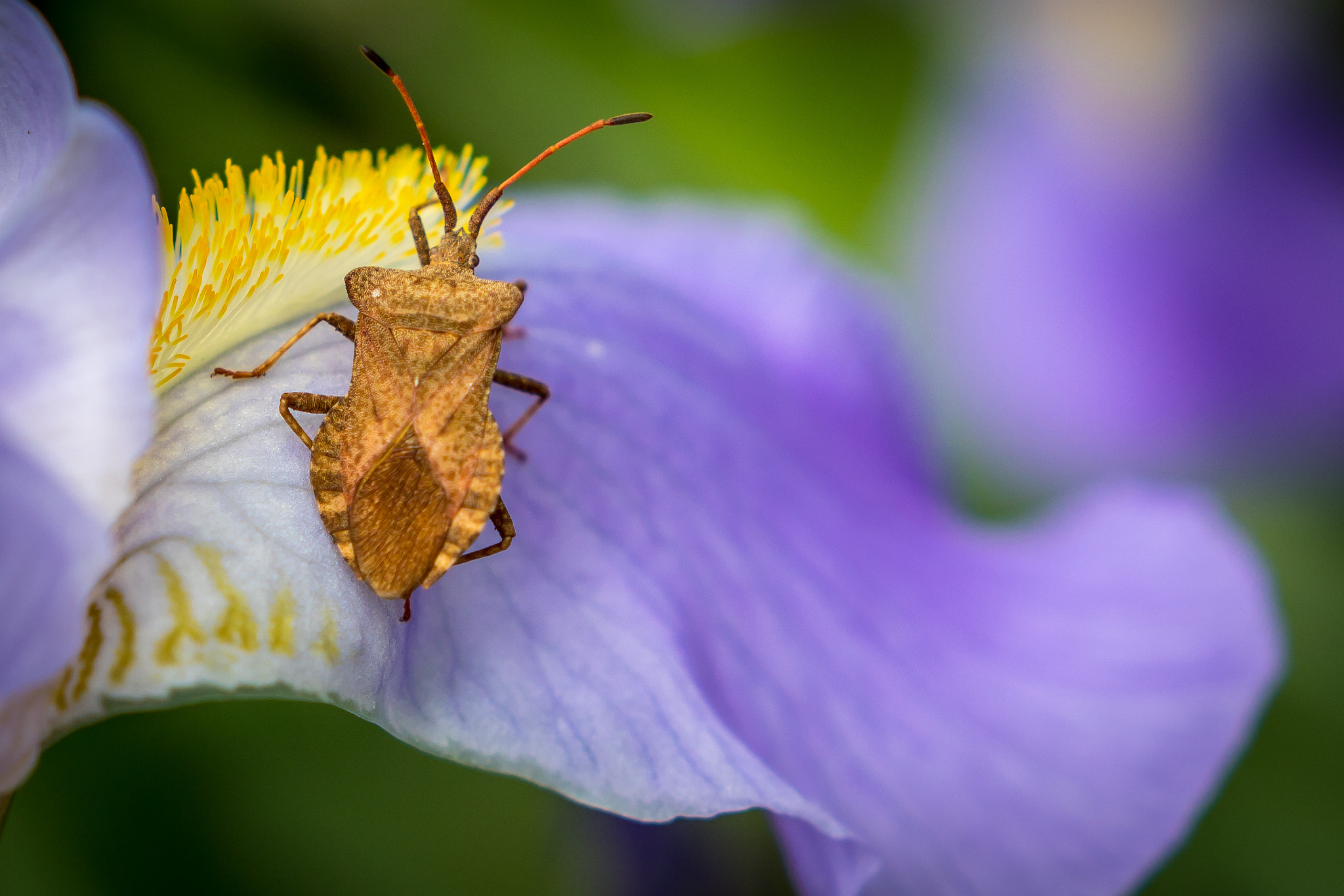 Sigma 18-35mm f/1.8 DC HSM sample photo. Bug photography